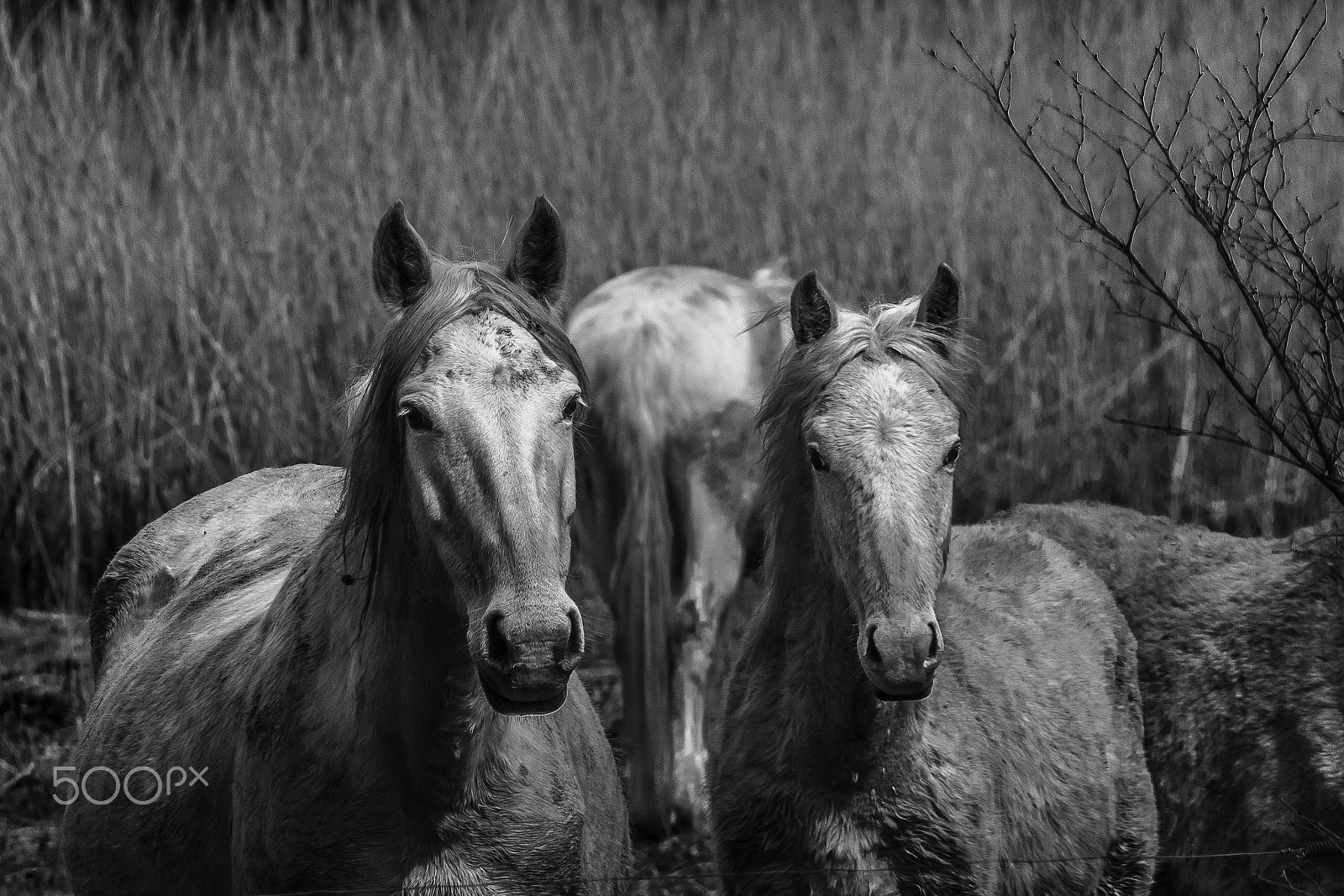 Canon EF 80-200mm F4.5-5.6 II sample photo. Caballos recortada photography