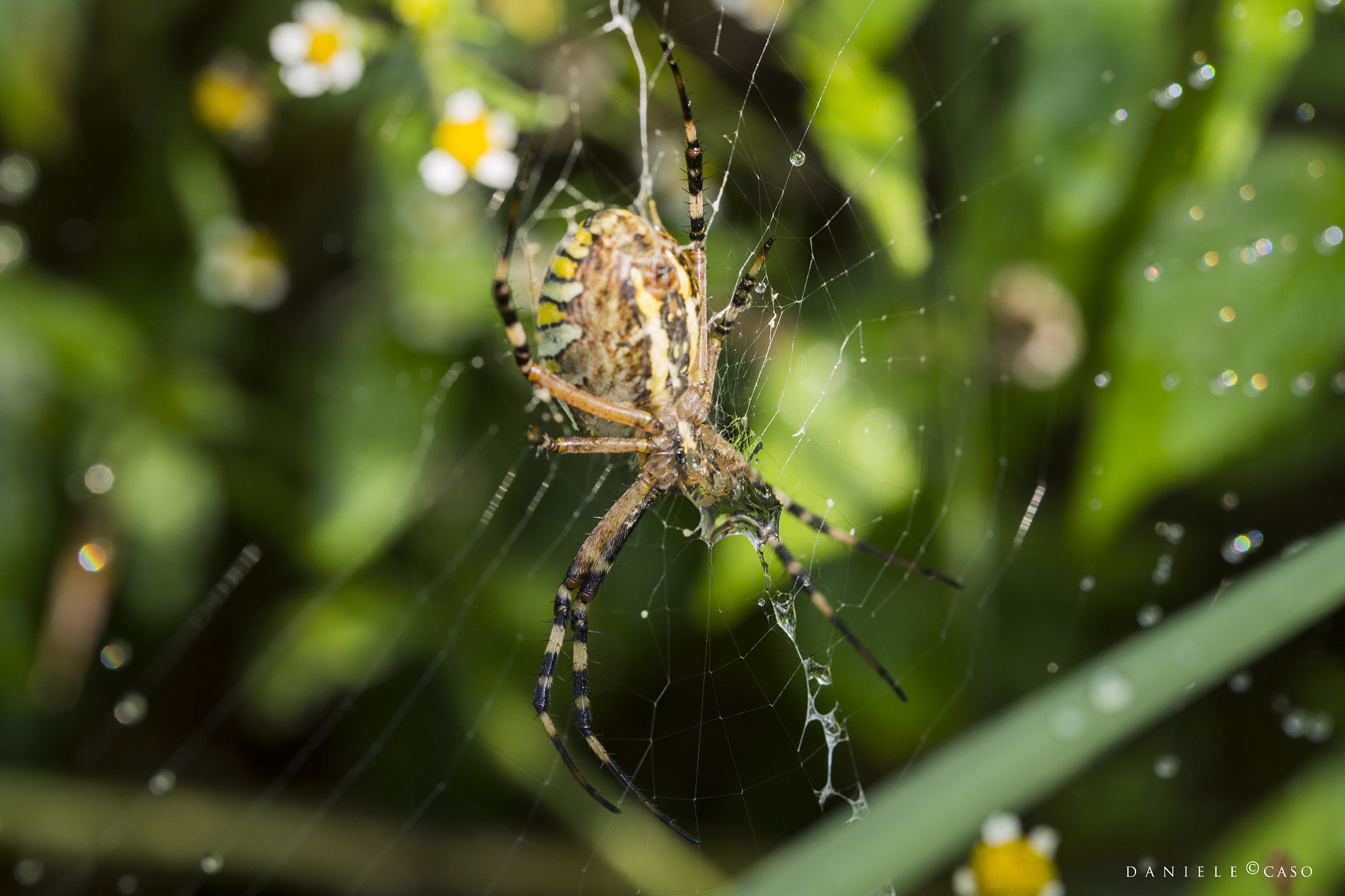 Canon EOS 6D + Canon EF 100mm F2.8L Macro IS USM sample photo. Ragno photography