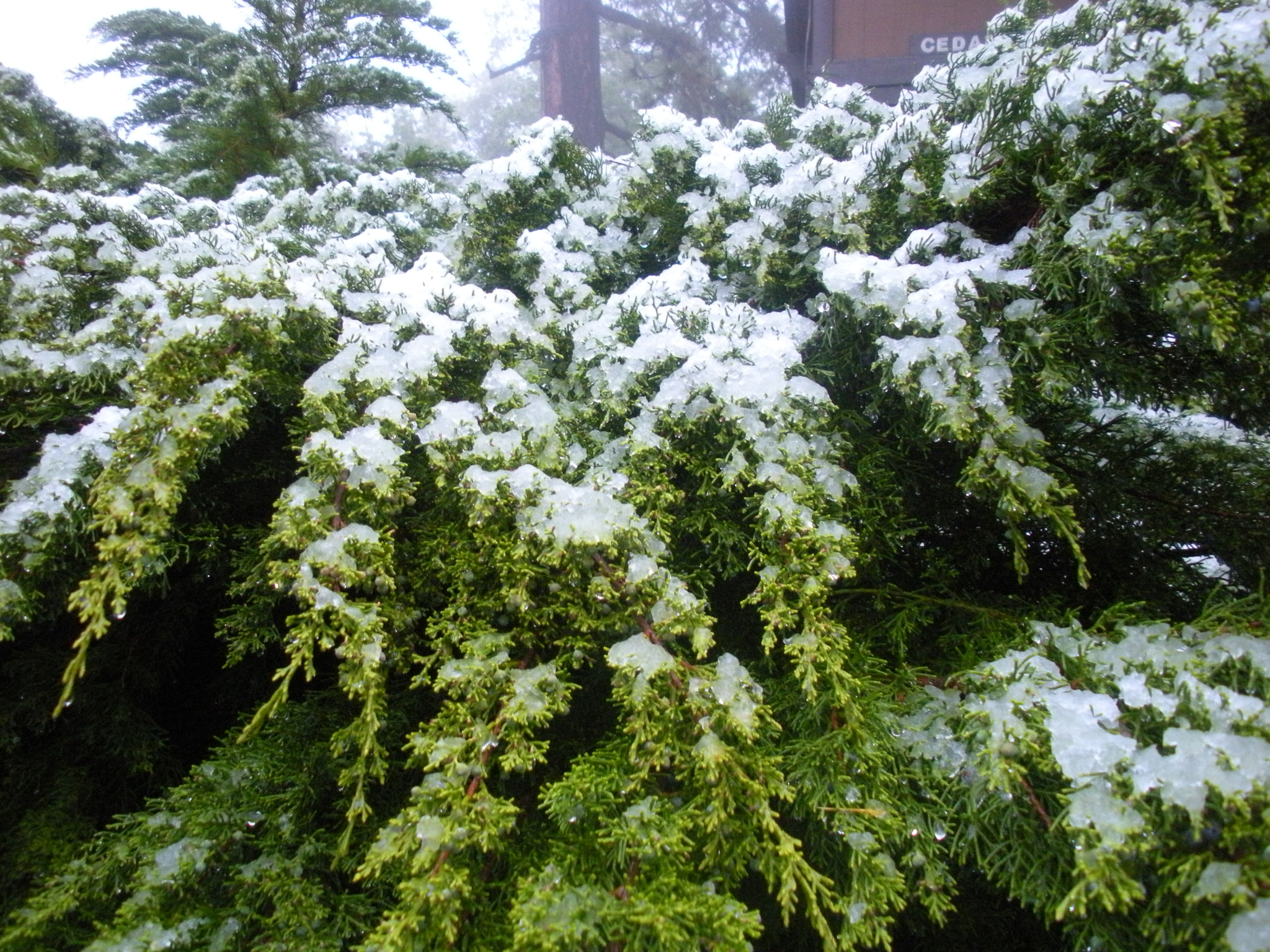 Nikon Coolpix S550 sample photo. Snow on bushes photography