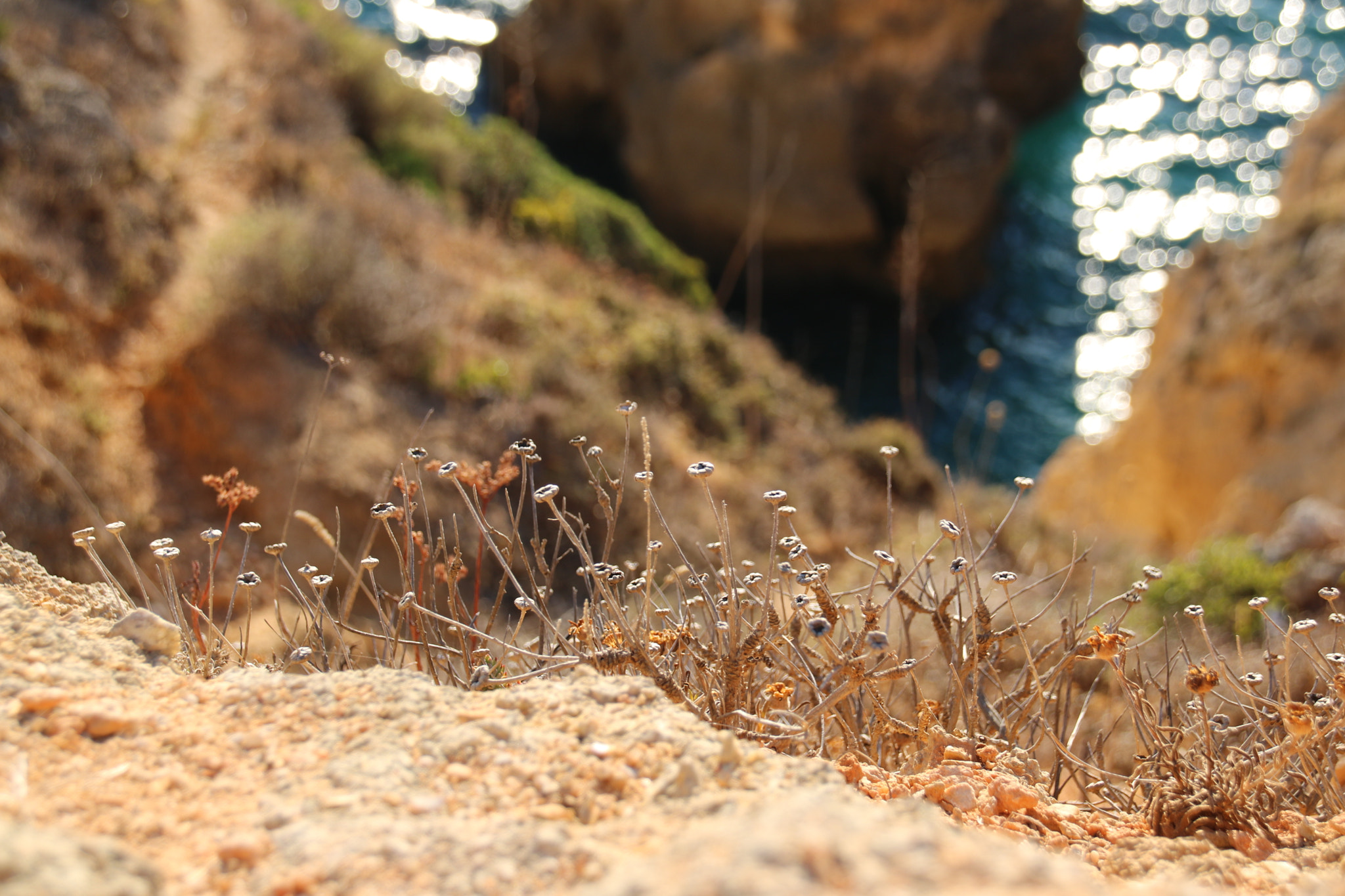 Sigma 18-250mm F3.5-6.3 DC OS HSM sample photo. Plants in front of a cliff photography
