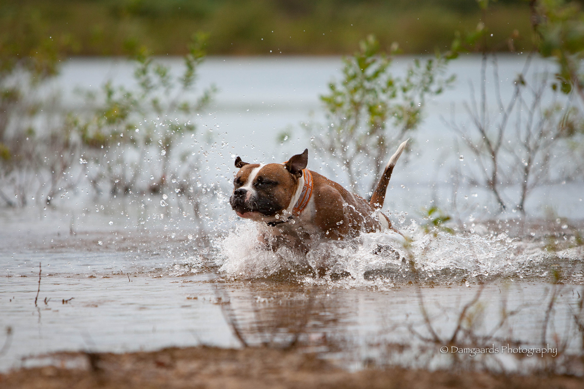 Canon EOS-1Ds Mark III sample photo. Staffordshire bull terrier photography