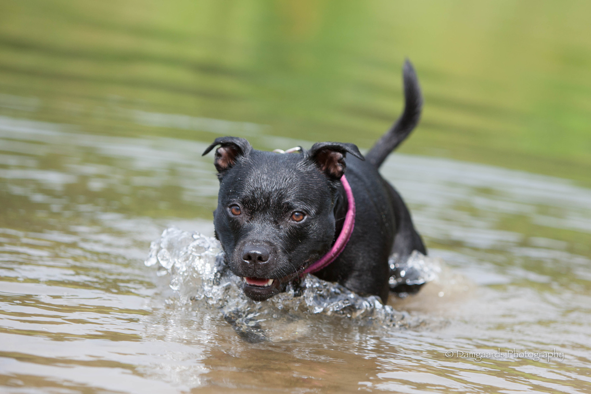 Canon EOS-1Ds Mark III sample photo. Staffordshire bull terrier photography