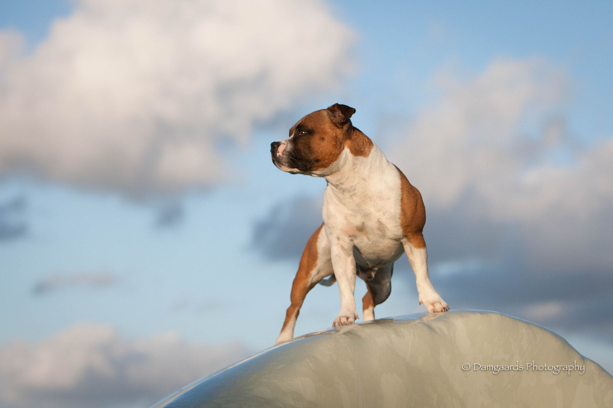 Canon EOS-1Ds Mark III sample photo. Staffordshire bull terrier photography