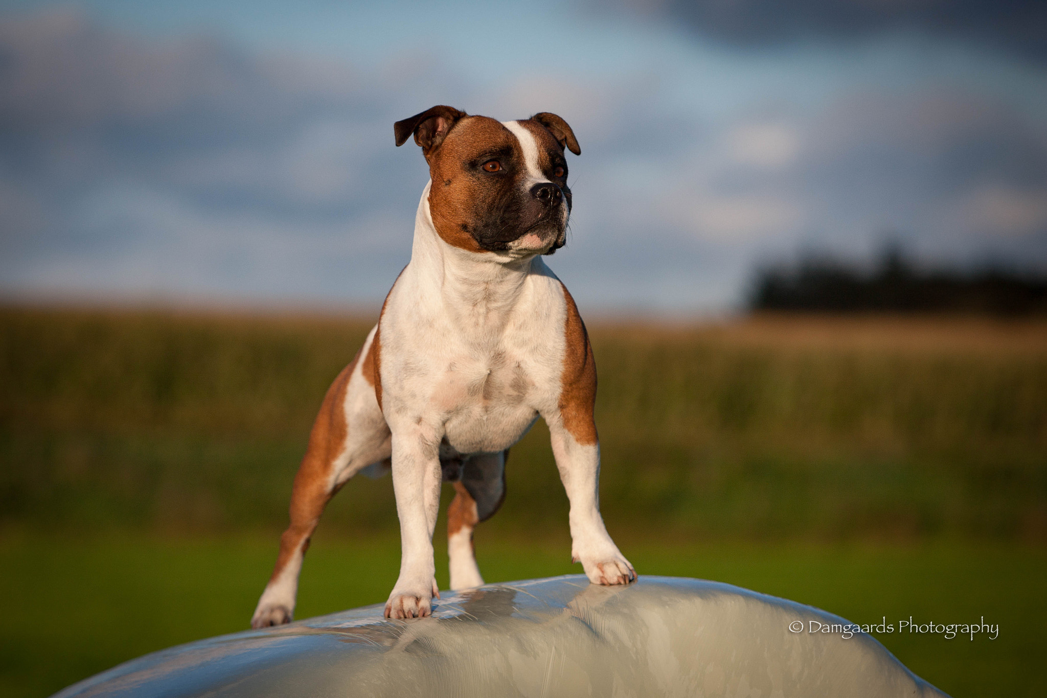 Canon EOS-1Ds Mark III sample photo. Staffordshire bull terrier photography