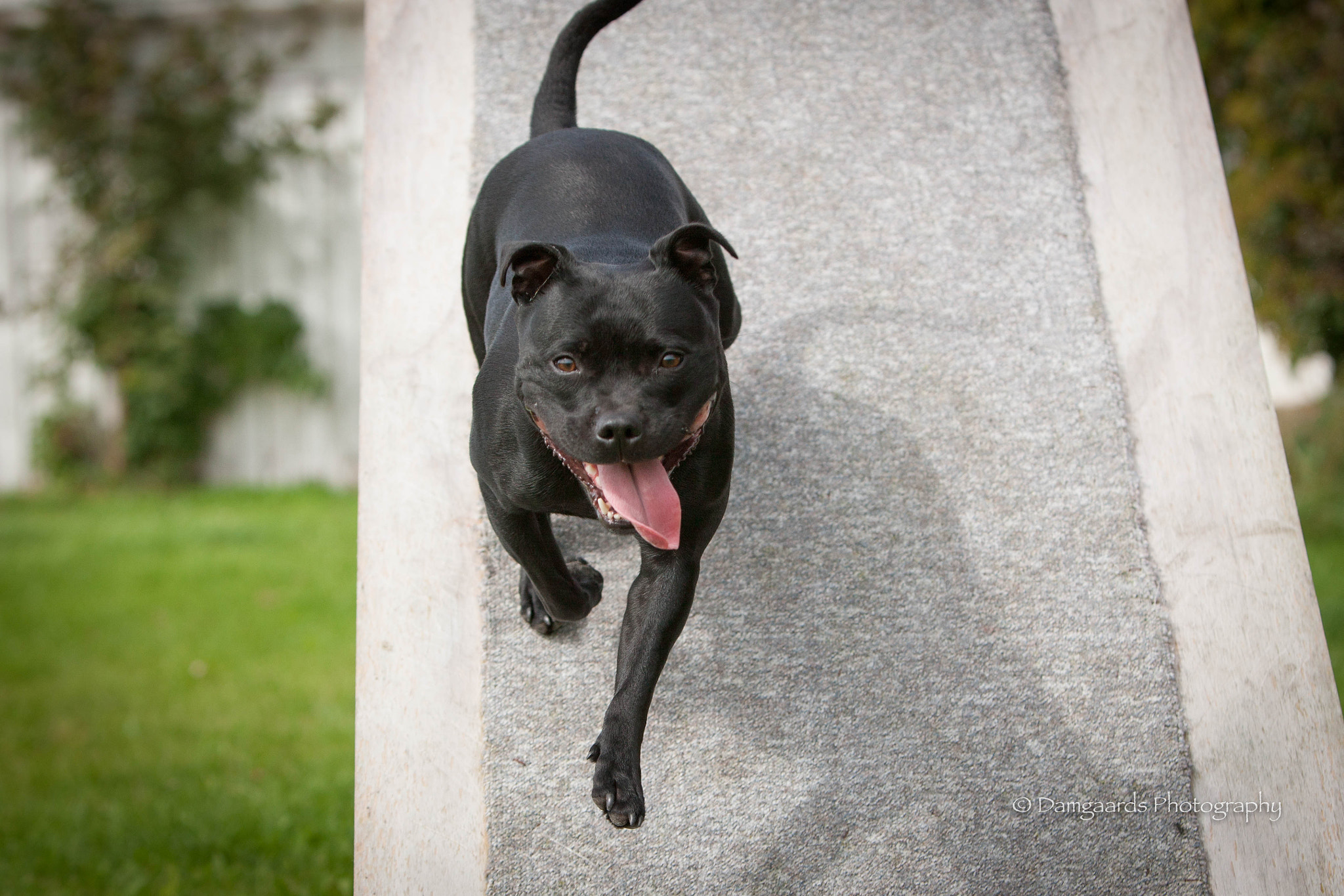 Canon EOS-1Ds Mark III sample photo. Staffordshire bull terrier photography