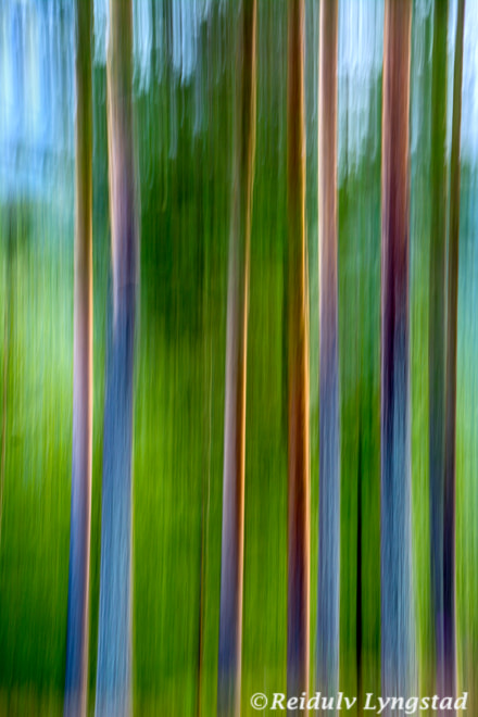 Nikon D7100 sample photo. Forest abstraction photography