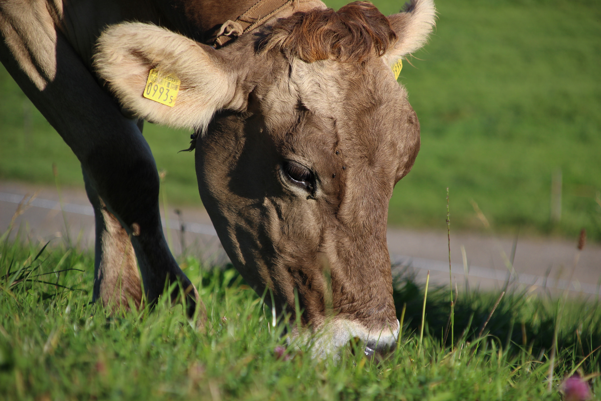 Canon EOS 100D (EOS Rebel SL1 / EOS Kiss X7) + Canon TS-E 90mm F2.8 Tilt-Shift sample photo. Black cow photography