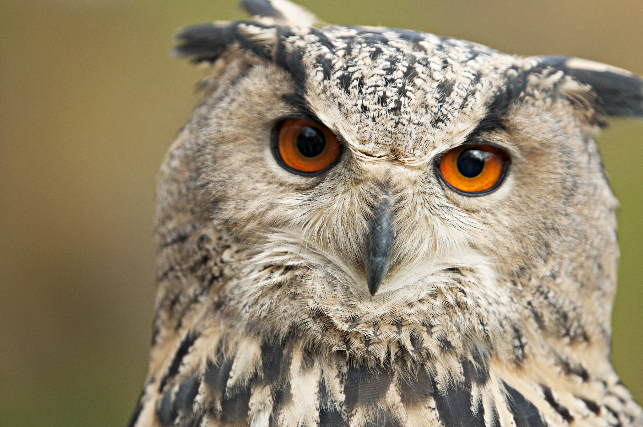 Nikon AF-S Nikkor 70-200mm F2.8G ED VR II sample photo. Lotte - the eagle owl photography