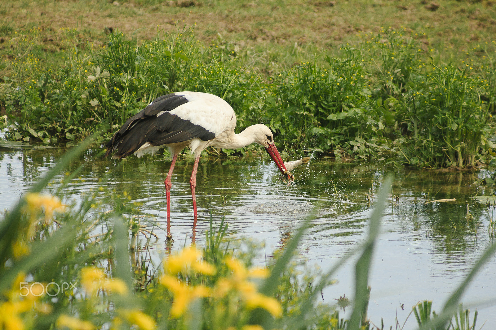 Canon EF 80-200mm F4.5-5.6 II sample photo. Cigüeña pescando photography