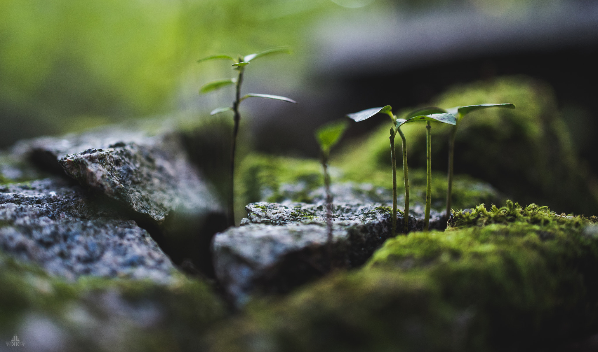 Nikon AF-S DX Micro Nikkor 40mm F2.8 sample photo. Micro trees photography
