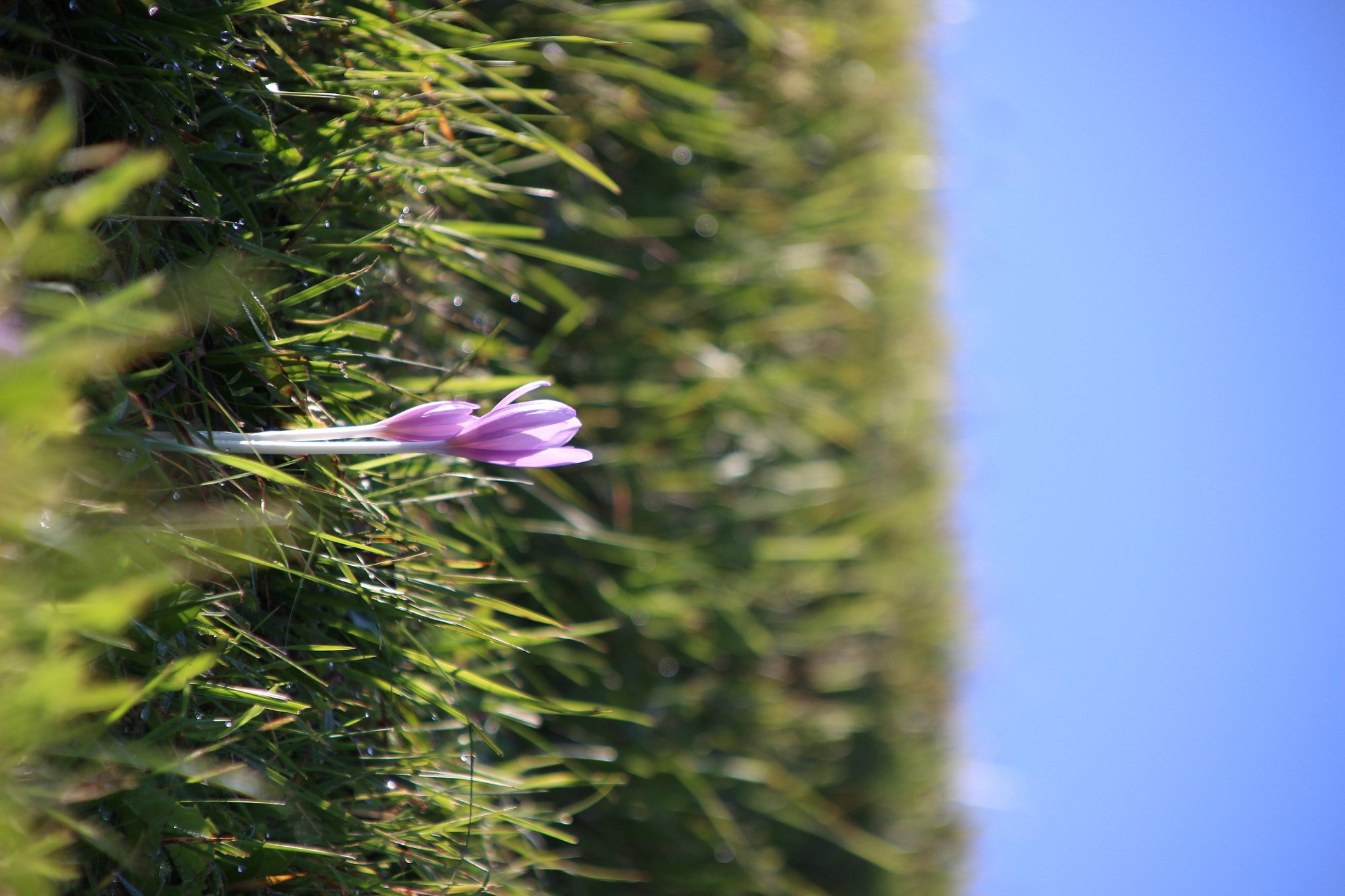 Canon EOS 100D (EOS Rebel SL1 / EOS Kiss X7) + Canon TS-E 90mm F2.8 Tilt-Shift sample photo. Crocus photography