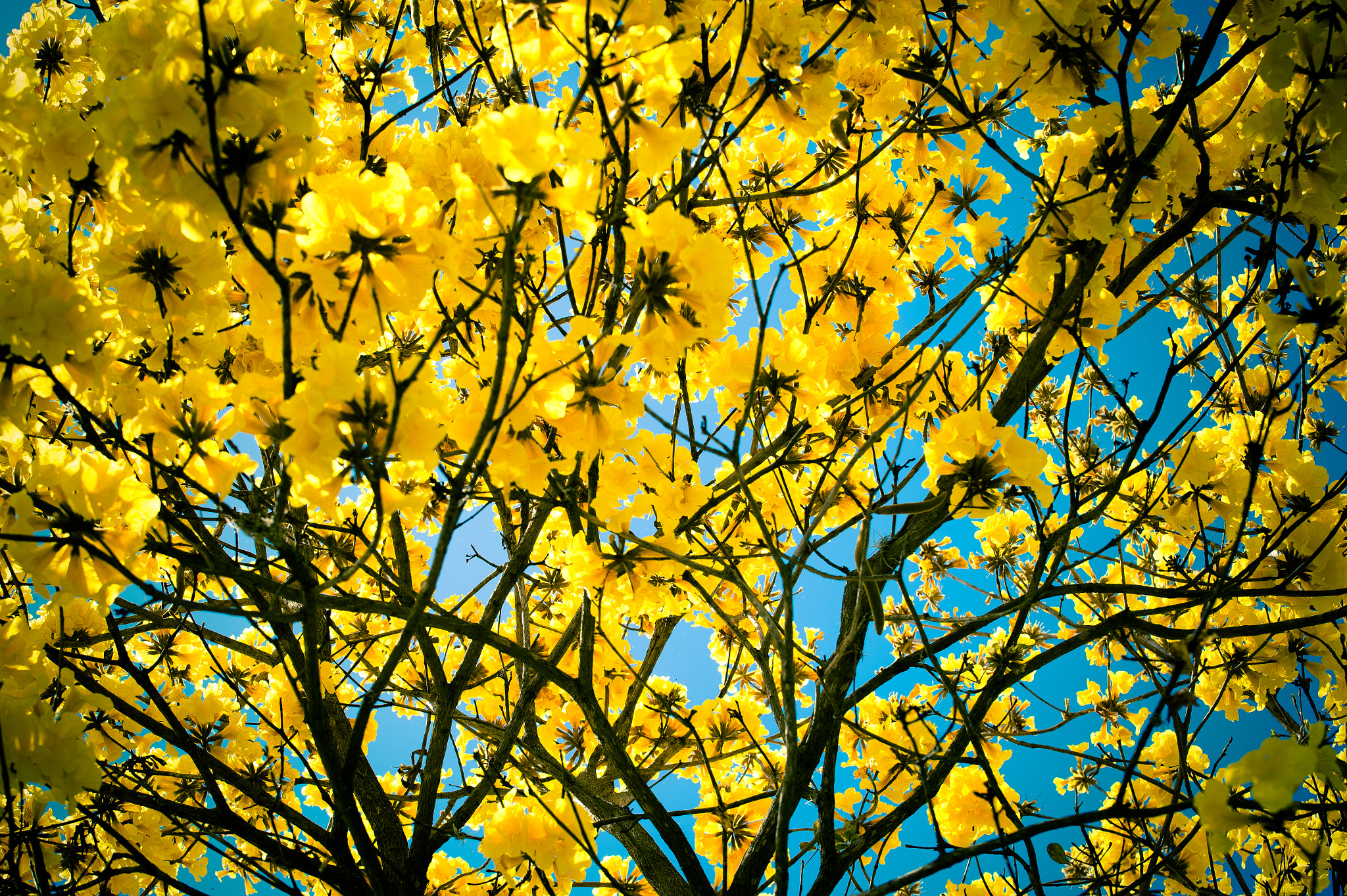 Nikon D4 sample photo. The yellow tree photography