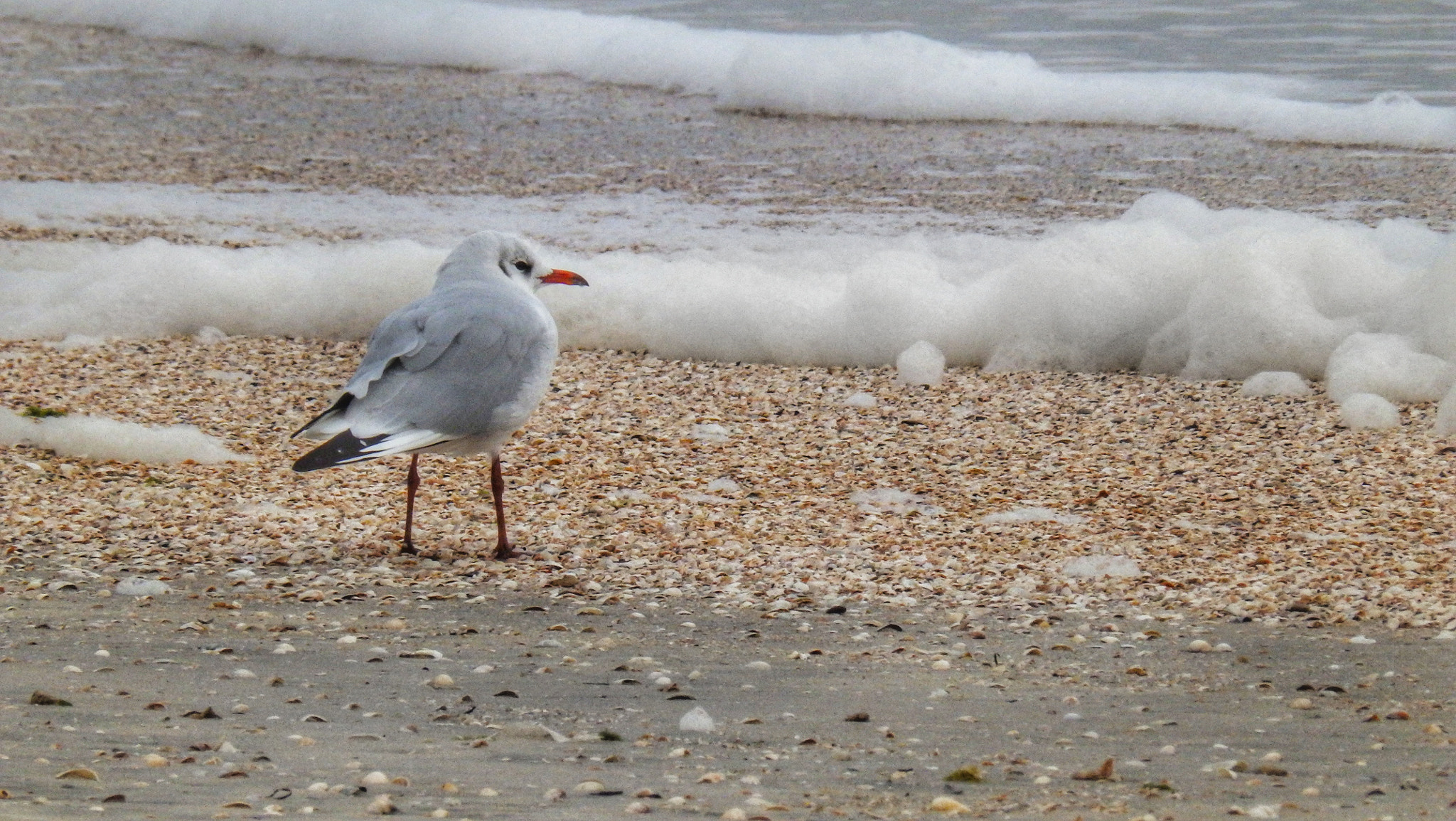 Olympus SP-820UZ sample photo. Sea gull photography