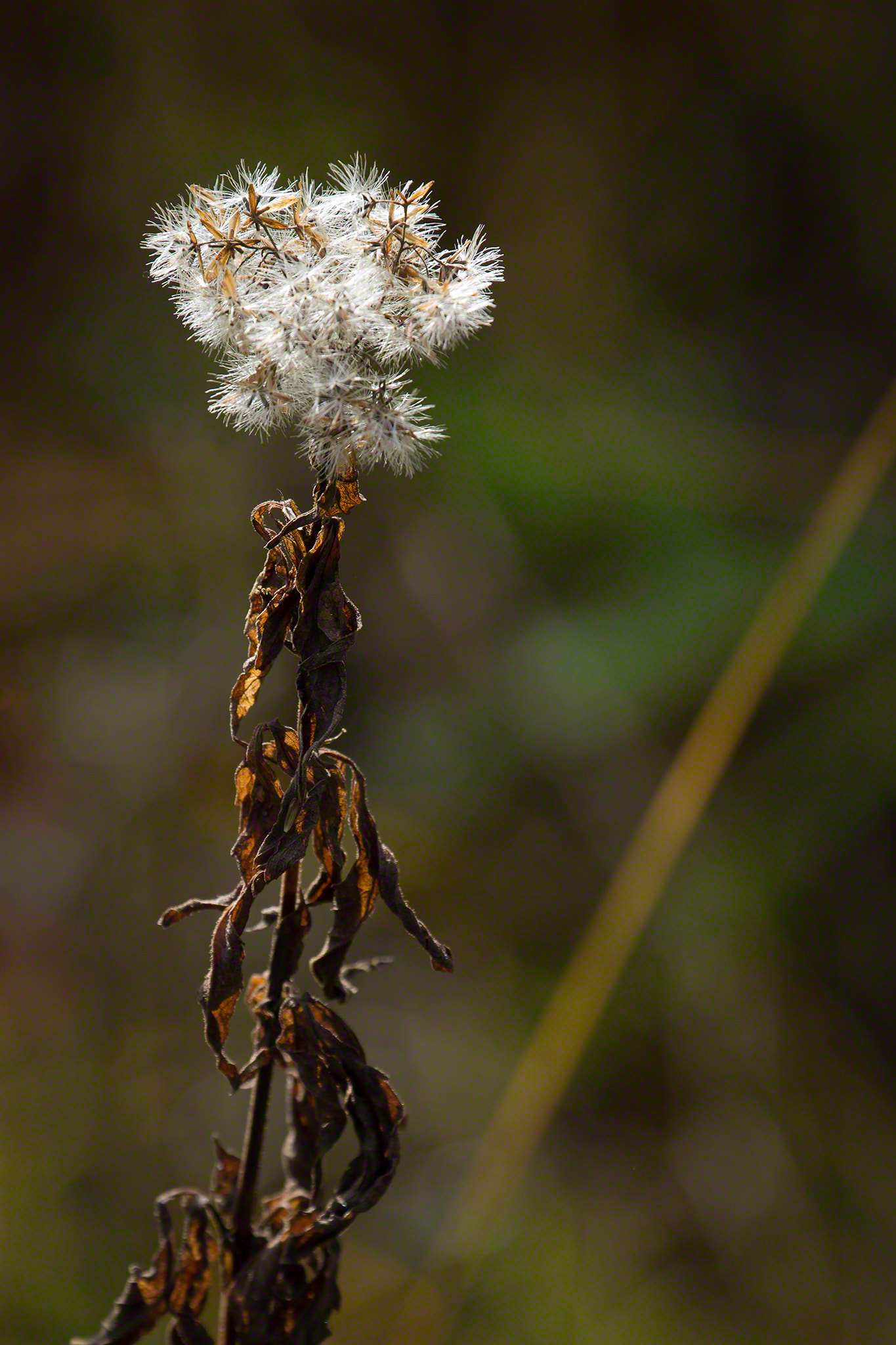 Canon EF 70-300mm F4-5.6L IS USM sample photo. Autumn i photography