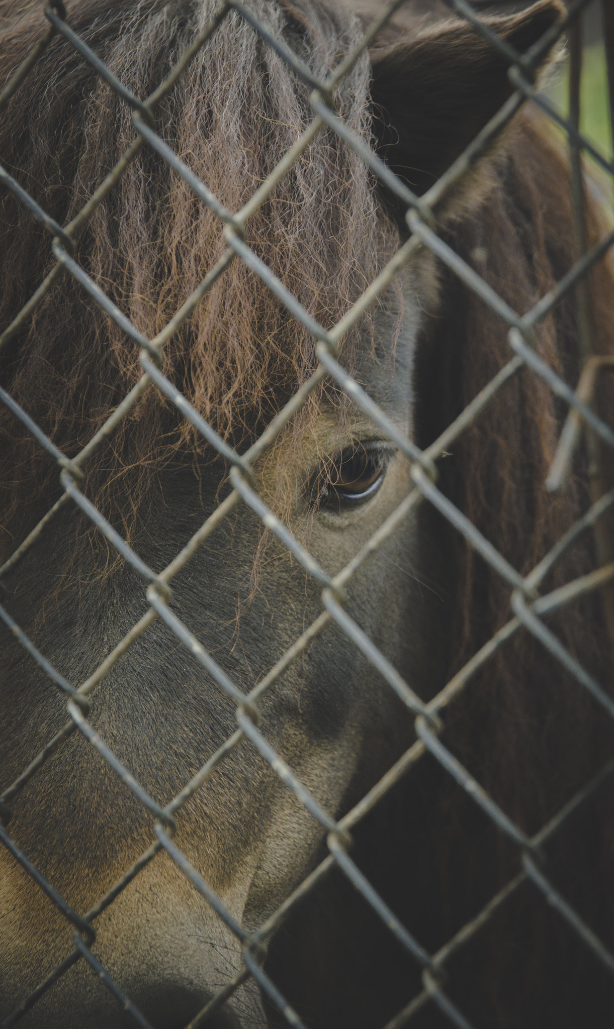 Pentax K-5 sample photo. Horse photography