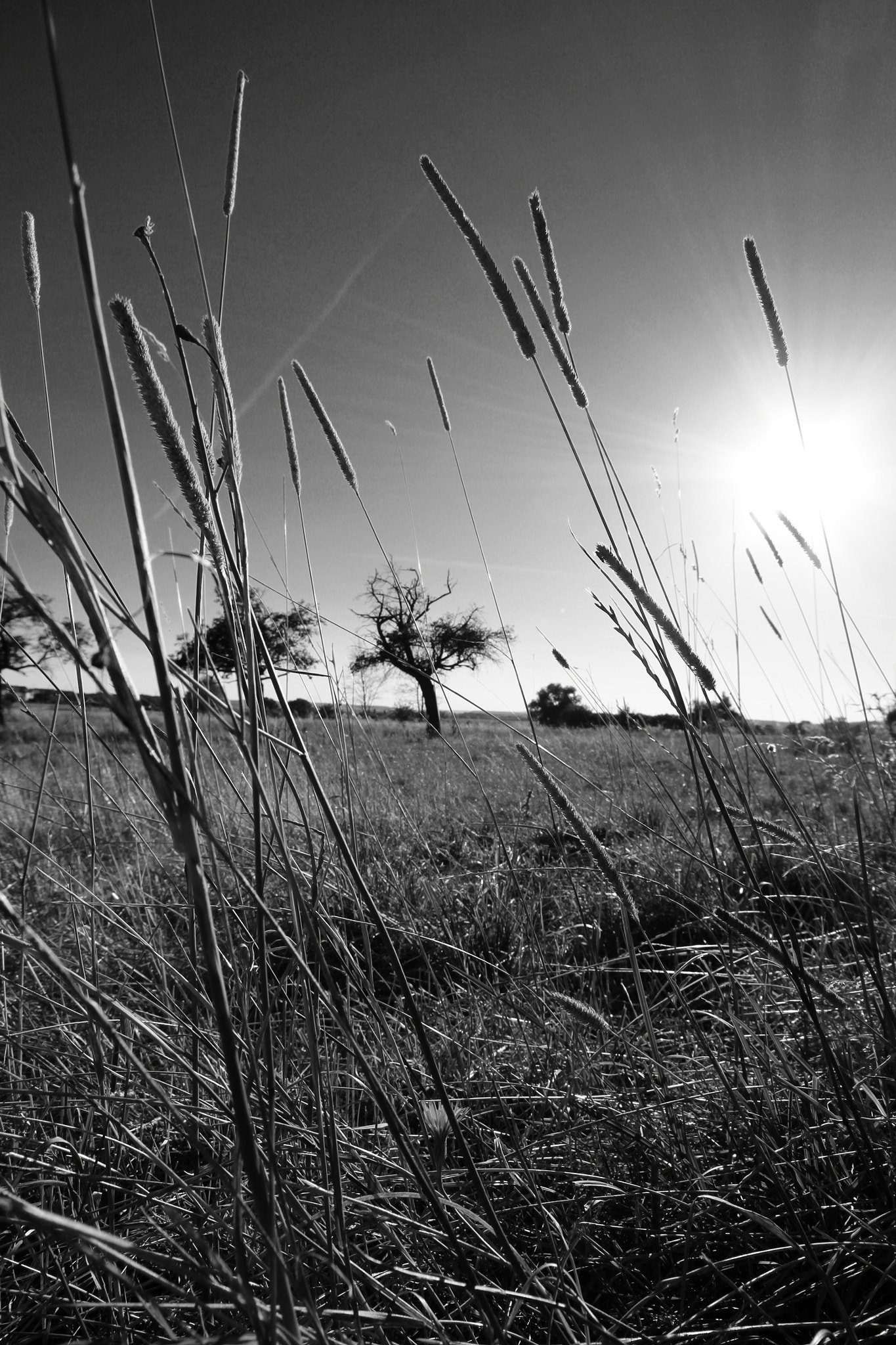 Canon 10-20mm sample photo. Black and white sunset photography