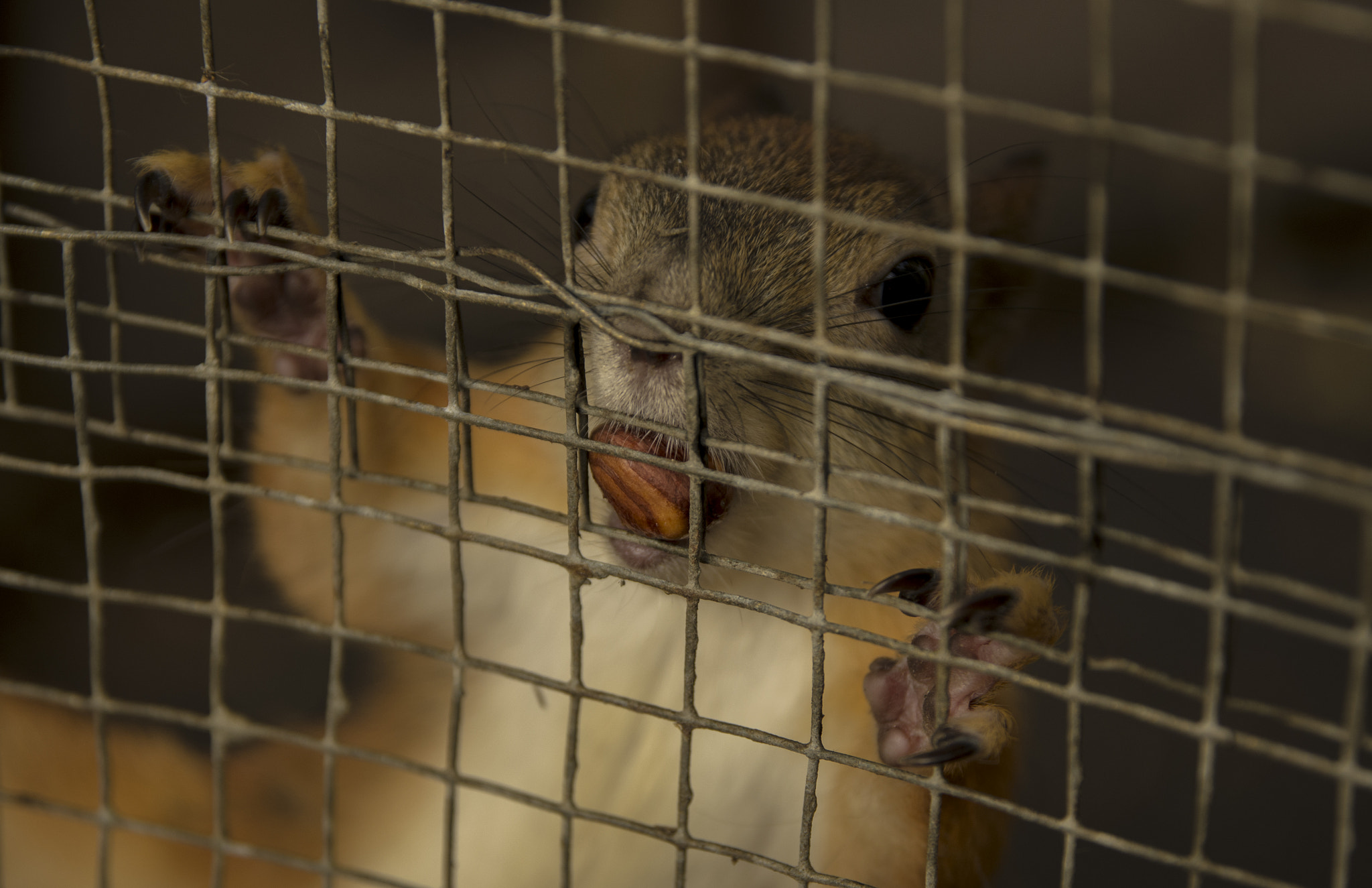 Pentax K-5 + Sigma 17-70mm F2.8-4 DC Macro HSM | C sample photo. Squirrel photography