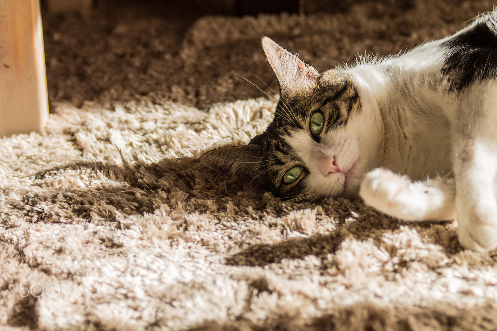 Canon EOS 1100D (EOS Rebel T3 / EOS Kiss X50) + Canon EF 75-300mm F4.0-5.6 IS USM sample photo. Sunbathing on the carpet photography
