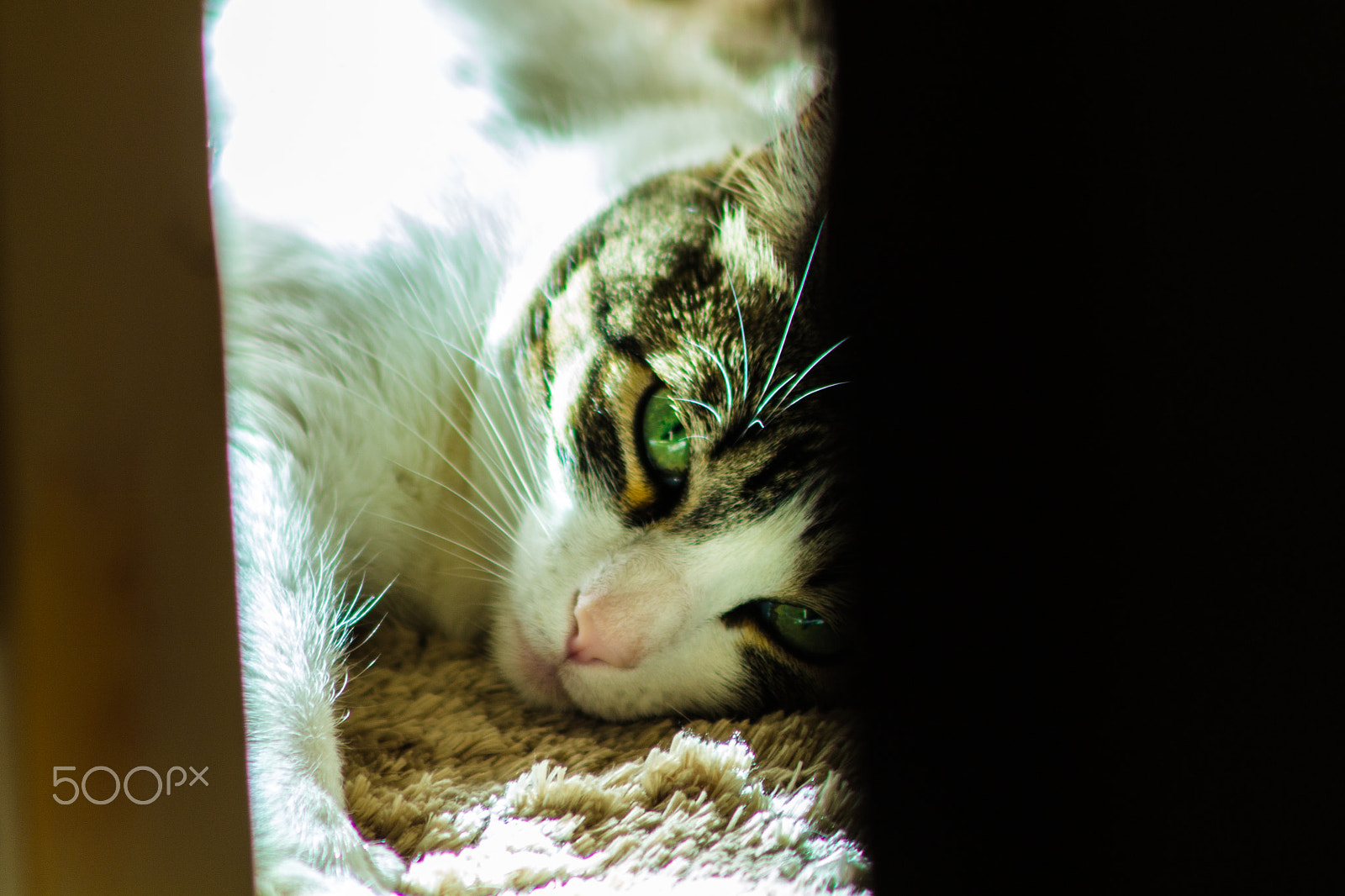 Canon EF 75-300mm F4.0-5.6 IS USM sample photo. Hide and seek photography
