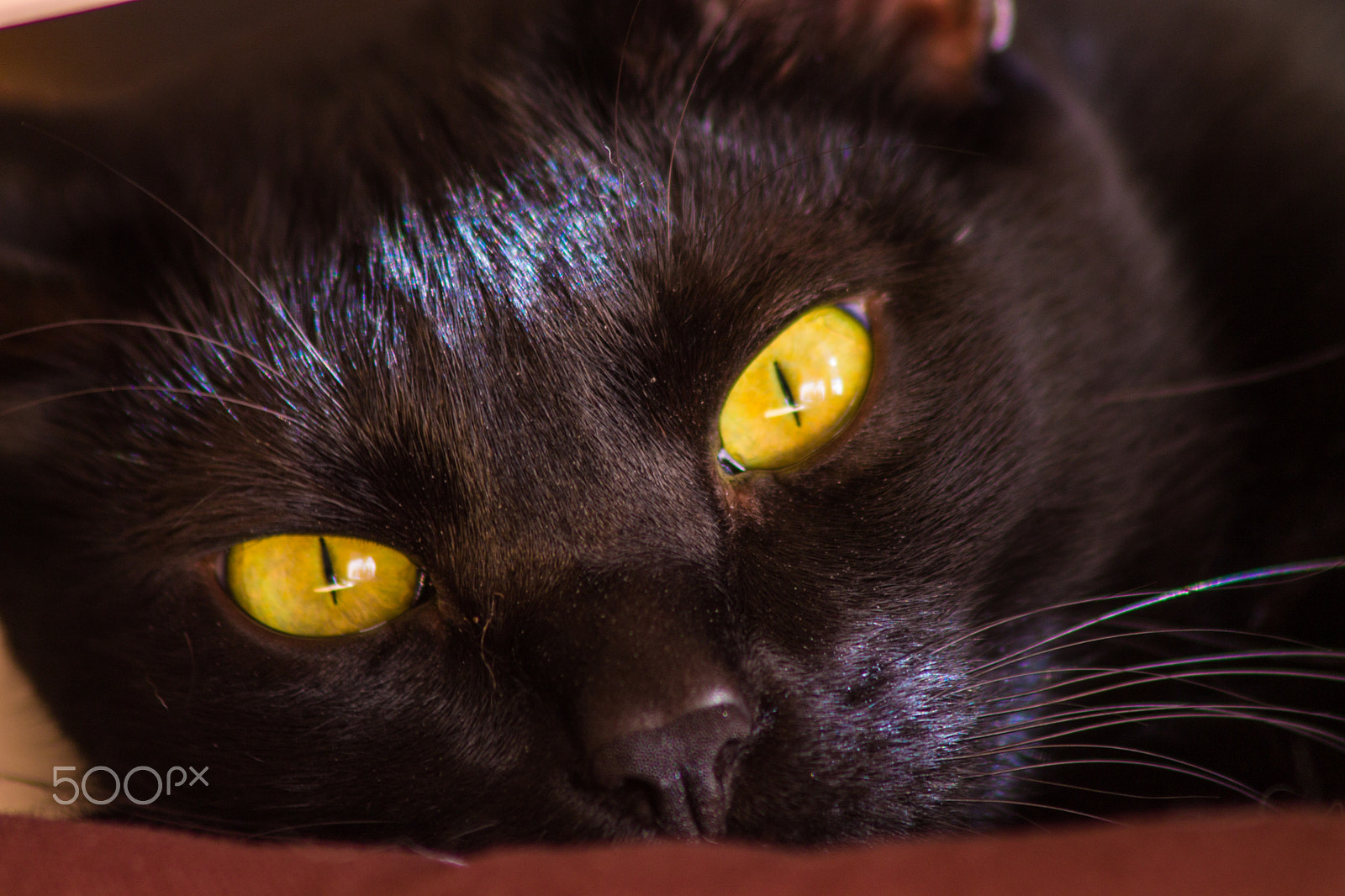 Canon EF 75-300mm F4.0-5.6 IS USM sample photo. Penetrating eyes photography