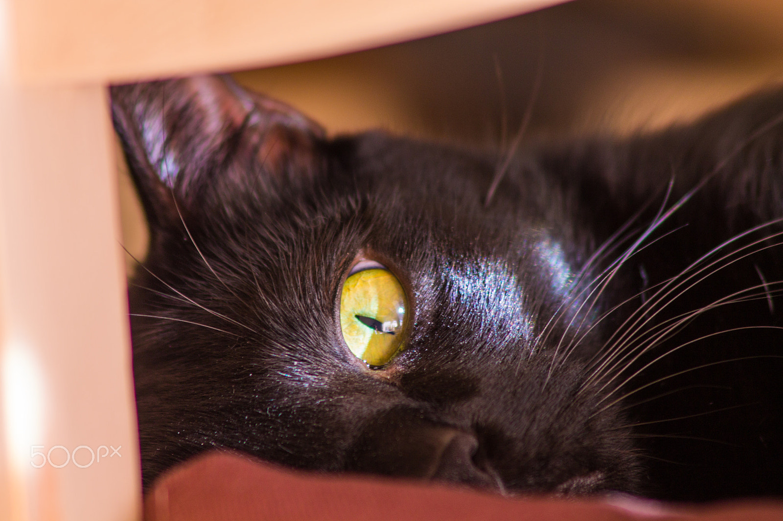 Canon EOS 1100D (EOS Rebel T3 / EOS Kiss X50) sample photo. Black cat one eyed staring.. photography