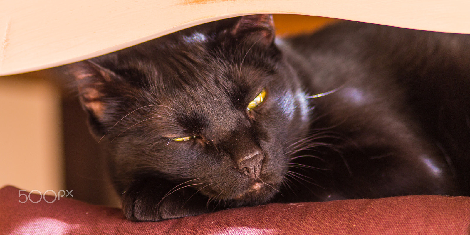 Canon EOS 1100D (EOS Rebel T3 / EOS Kiss X50) sample photo. Black cat chilling photography
