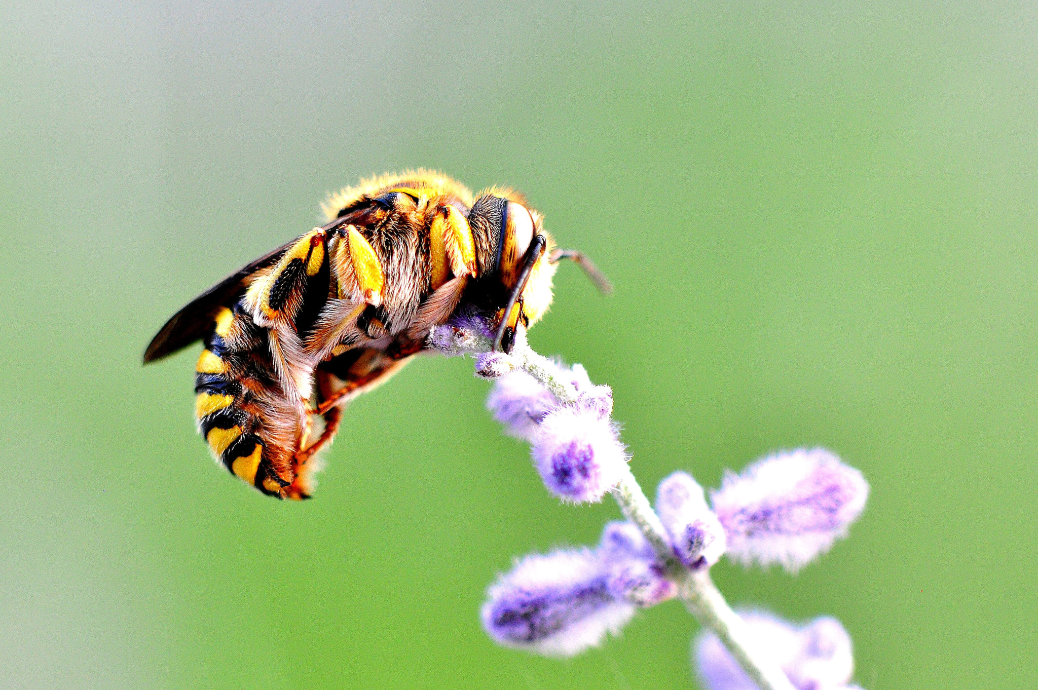Cosina AF 100mm F3.5 Macro sample photo. Sleeping bee photography