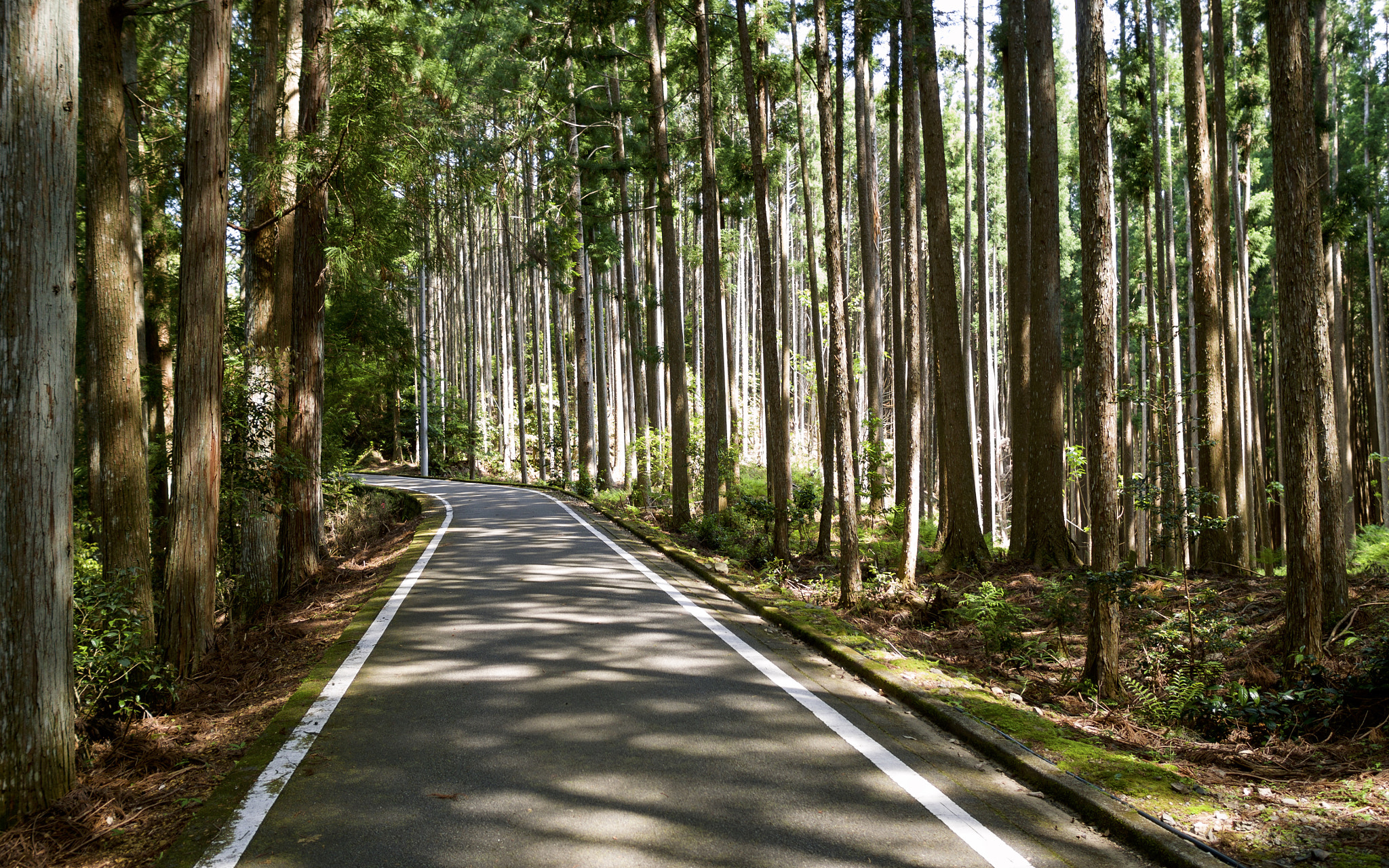 LEICA DG SUMMILUX 15/F1.7 sample photo. Through the woods photography