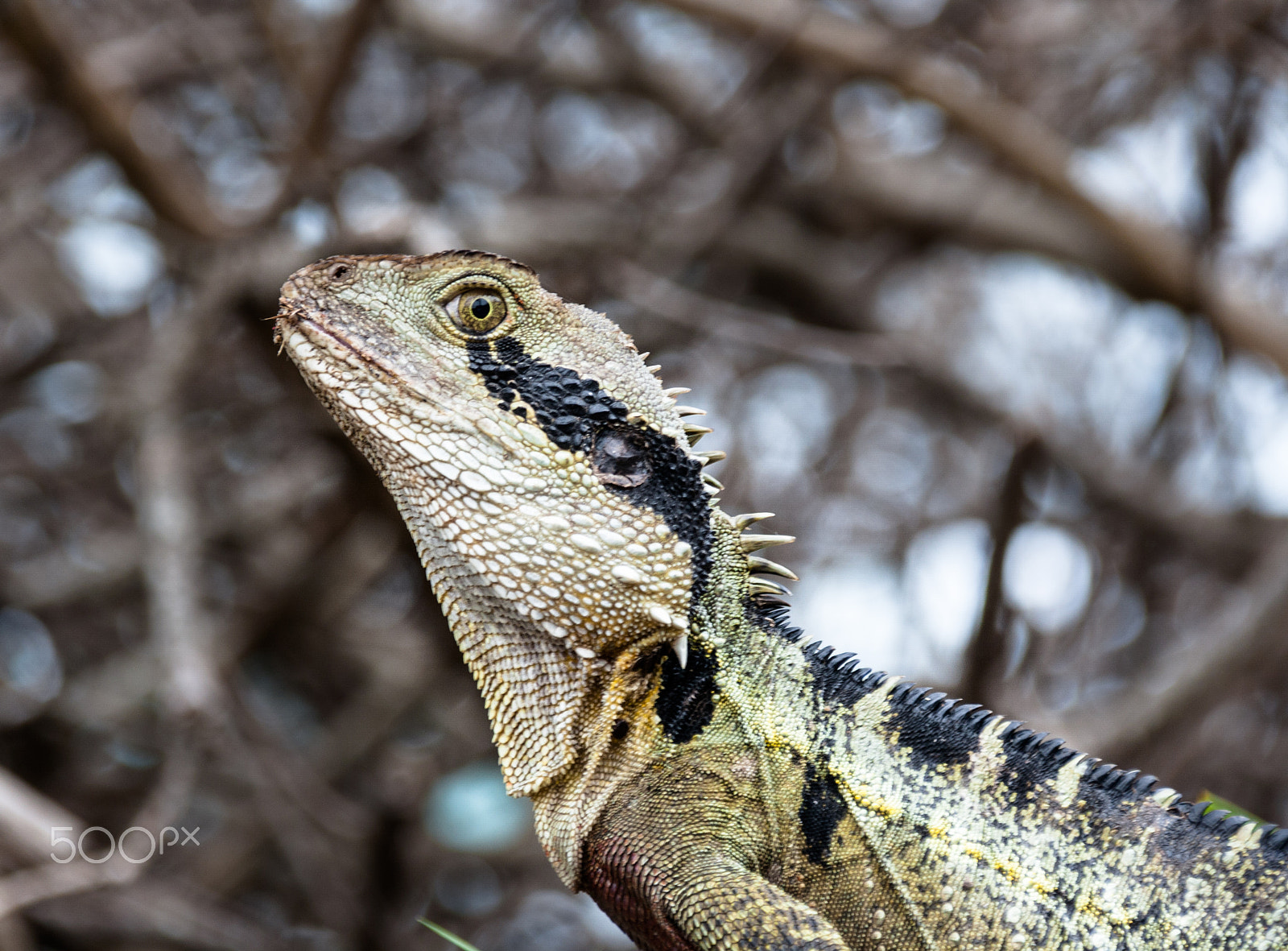 Sigma 18-200mm f/3.5-6.3 DC OS sample photo. Australian lizard photography