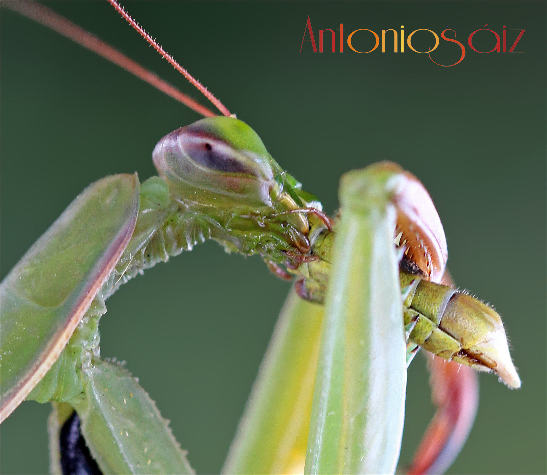 Canon EOS 700D (EOS Rebel T5i / EOS Kiss X7i) + Canon EF 100mm F2.8L Macro IS USM sample photo. Mantis photography