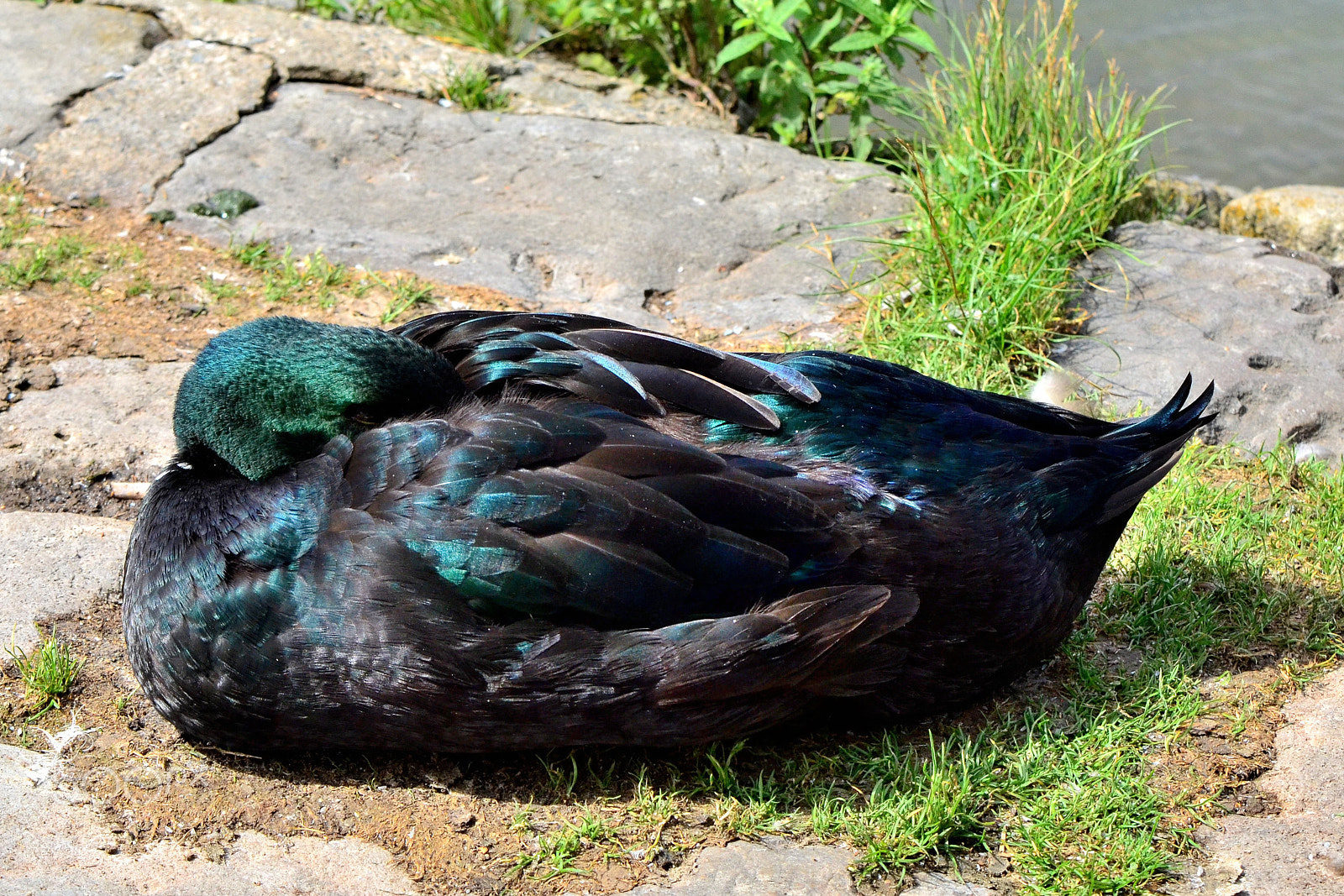 Nikon AF-S DX Micro-Nikkor 85mm F3.5G ED VR sample photo. Sleeping duck photography