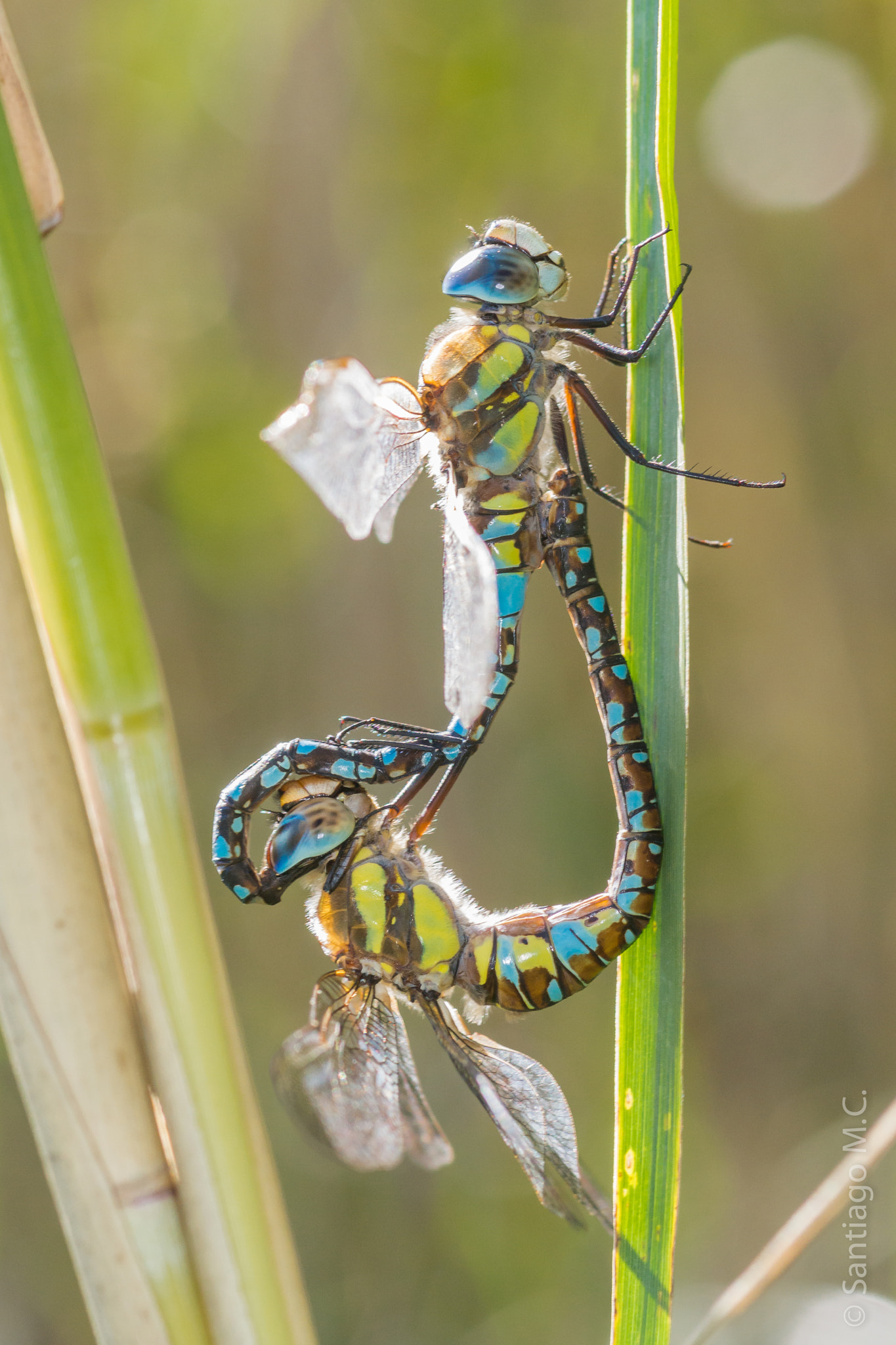 Sony SLT-A77 + Sony 100mm F2.8 Macro sample photo. Aeshna mixta photography