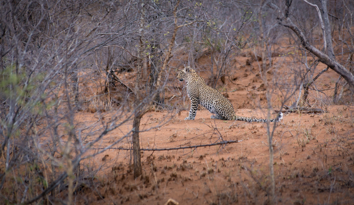 Canon EOS 6D sample photo. Leopard  view... photography