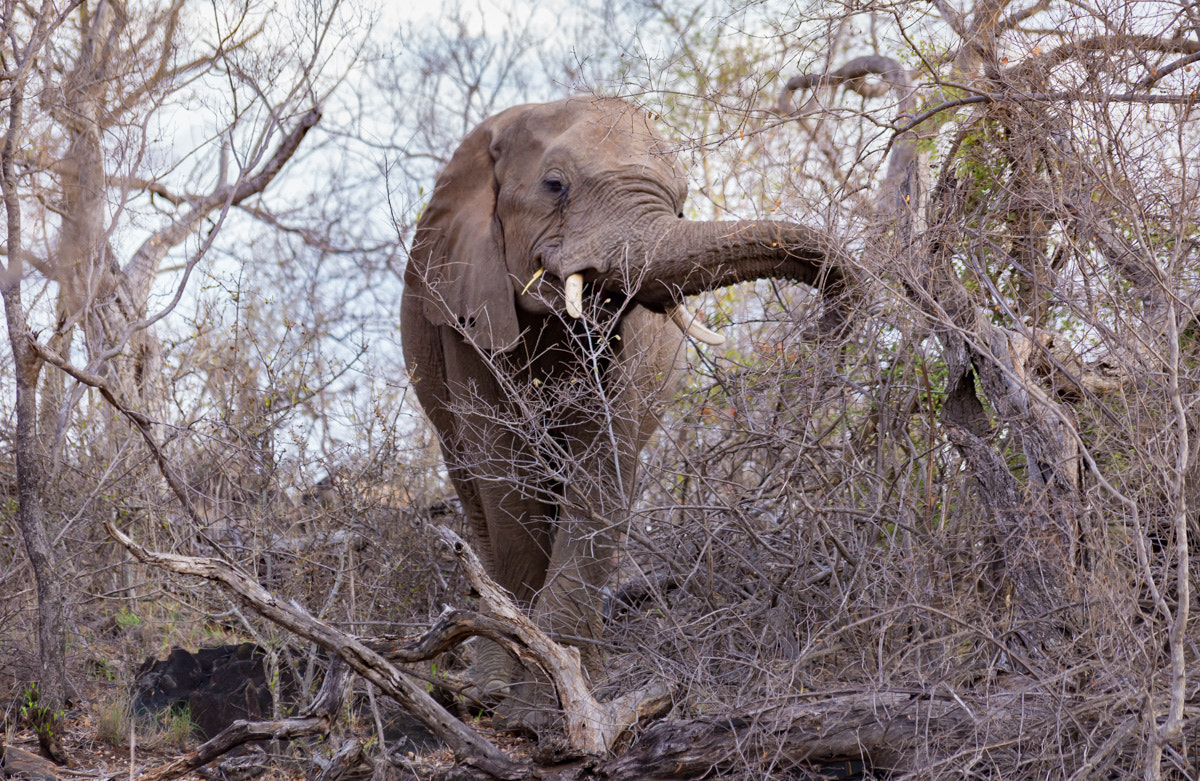 Sigma 70-300mm F4-5.6 APO DG Macro sample photo. Elephant photography