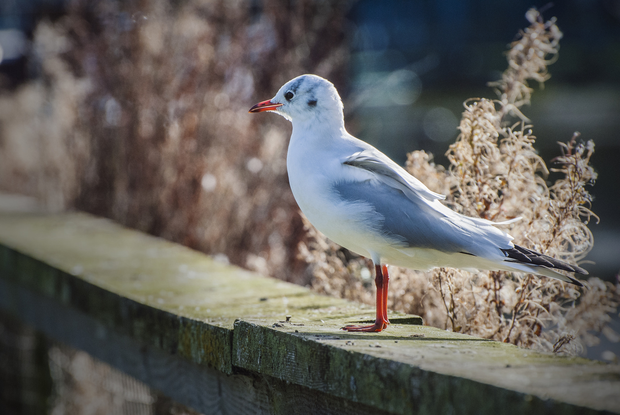 Nikon D3000 sample photo. Bird photography