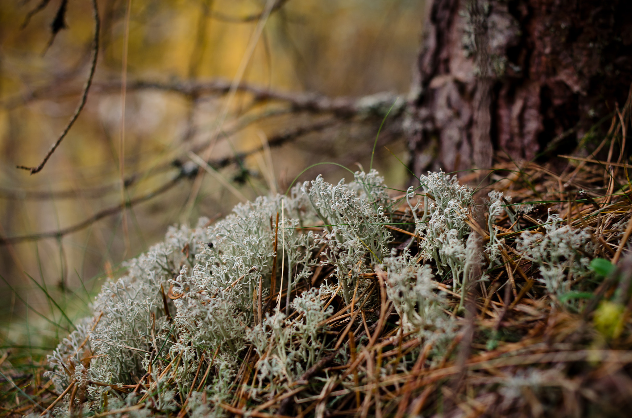 Nikon D7000 + Nikon AF Nikkor 35mm F2D sample photo. Moss & tree photography