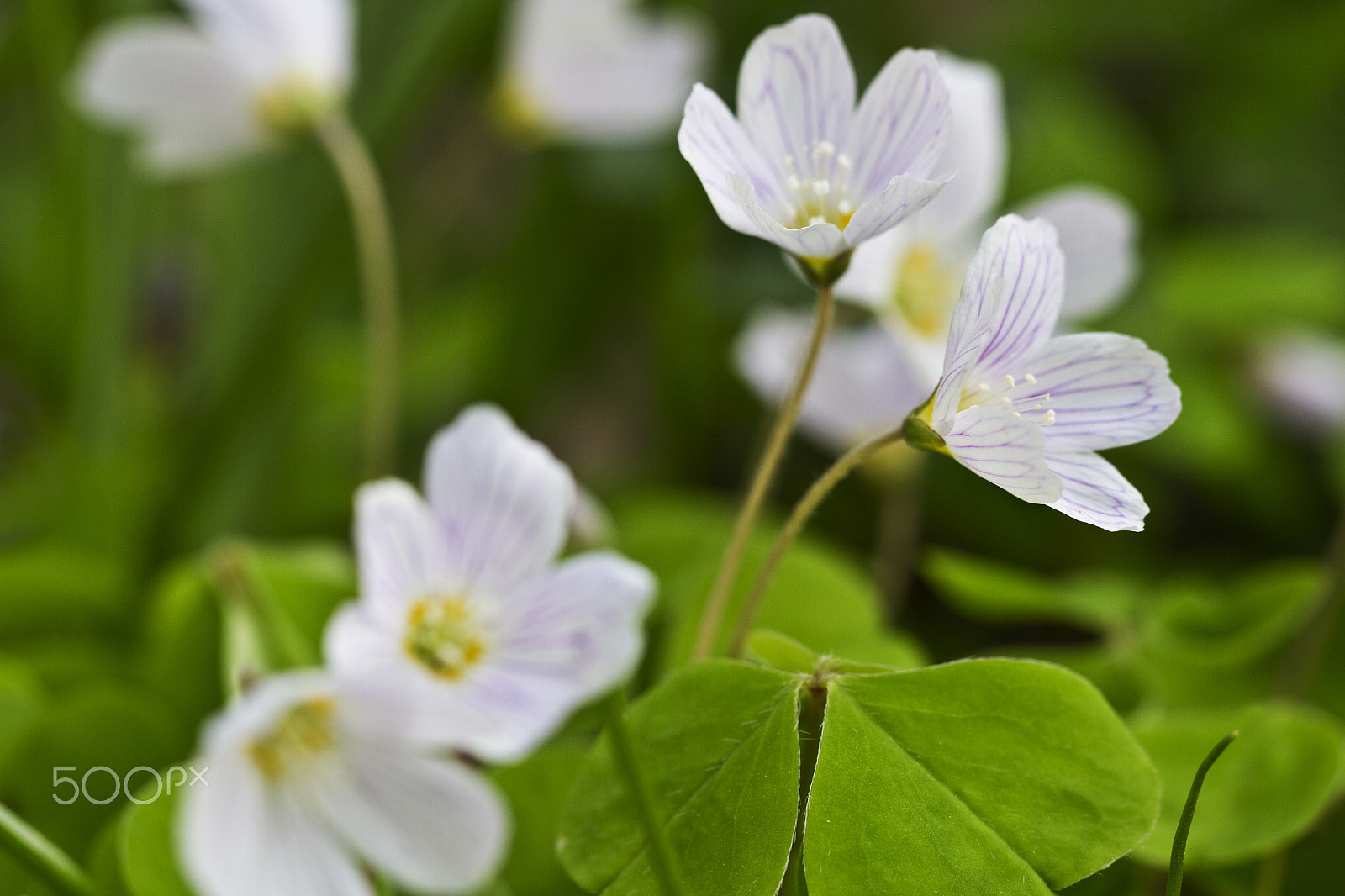 Canon EOS 7D + Canon EF 100mm F2.8L Macro IS USM sample photo. Woodsorrel photography