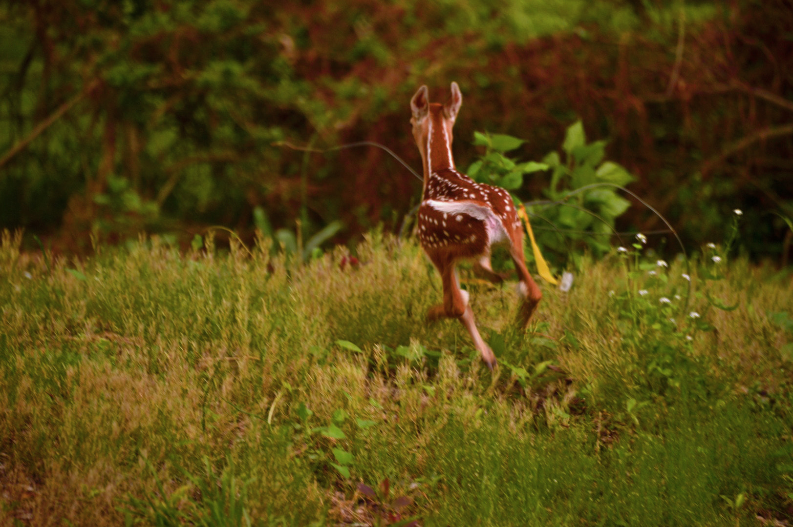 Nikon Df sample photo. Fawn in grove photography