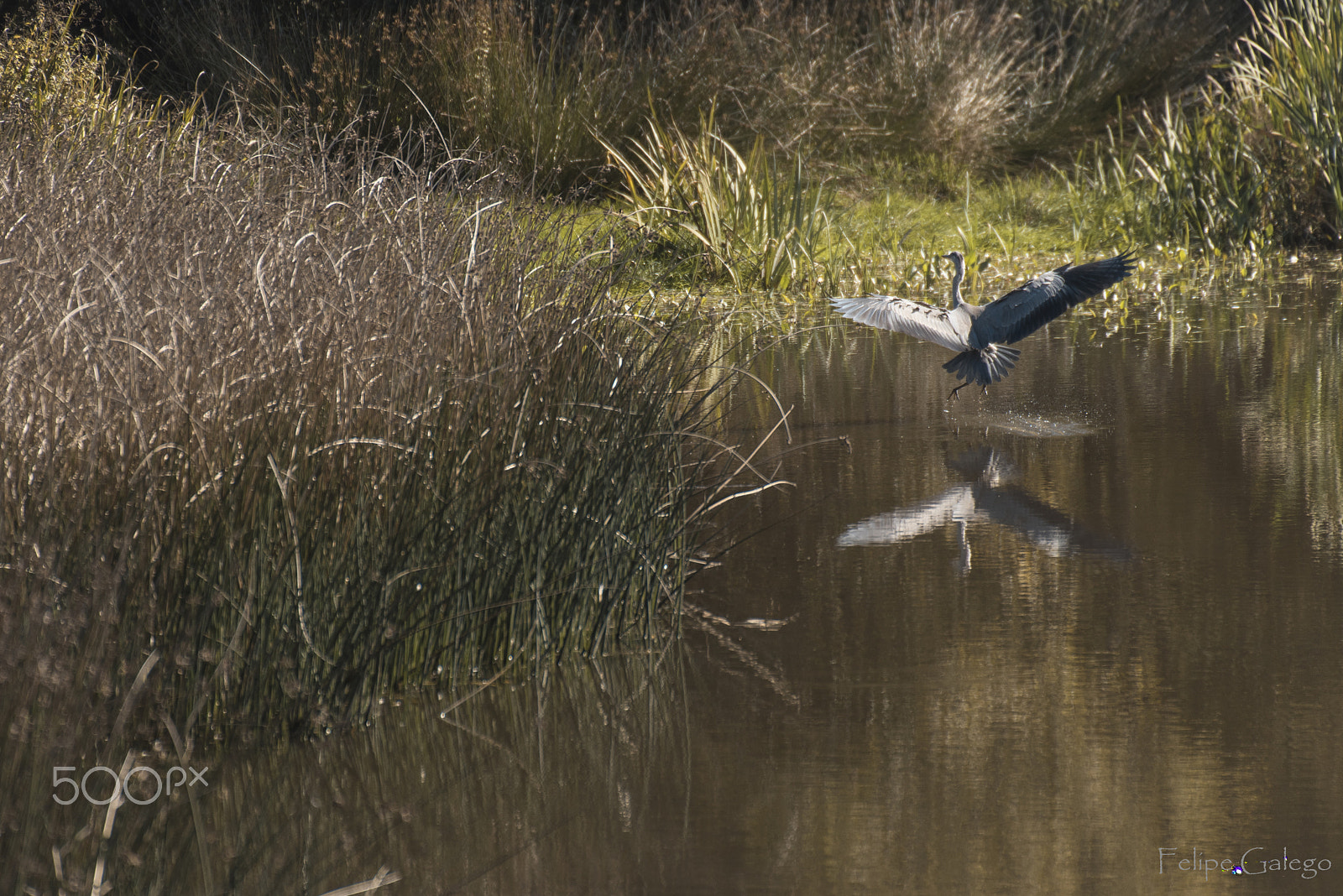 Nikon D750 sample photo. Atrerrizaje de la garza photography