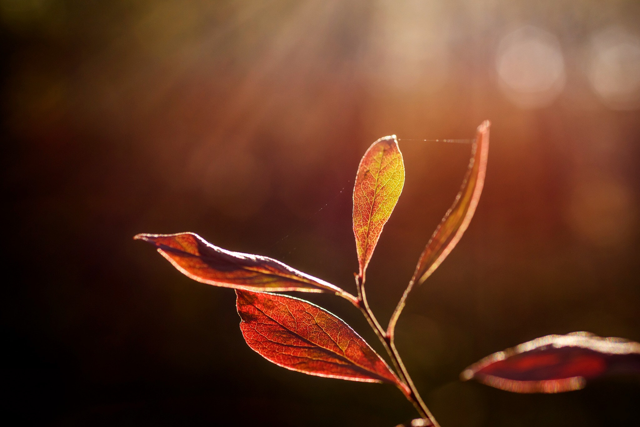 Nikon D810 + Nikon AF Micro-Nikkor 60mm F2.8D sample photo. Love this time of year for nature photography photography