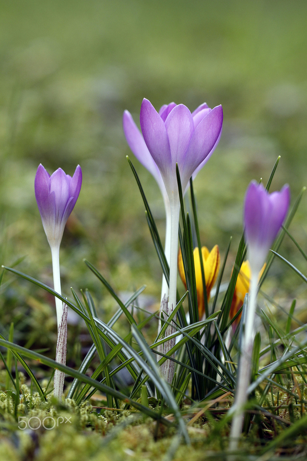 Canon EOS 7D + Canon EF 100mm F2.8L Macro IS USM sample photo. Erste krokusse photography