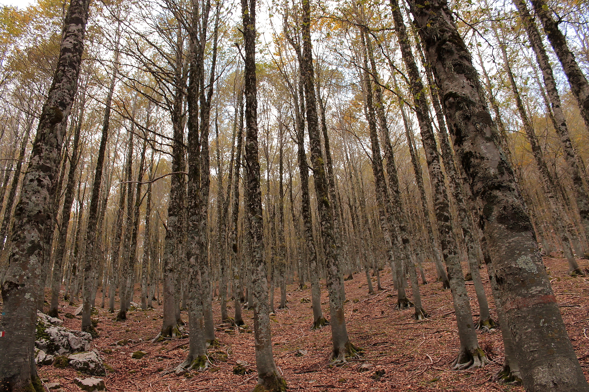 Canon EF-S 18-55mm F3.5-5.6 IS II sample photo. Faggeta photography