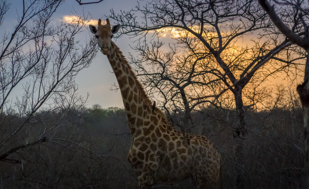 Canon EOS 6D sample photo. Giraffe photography