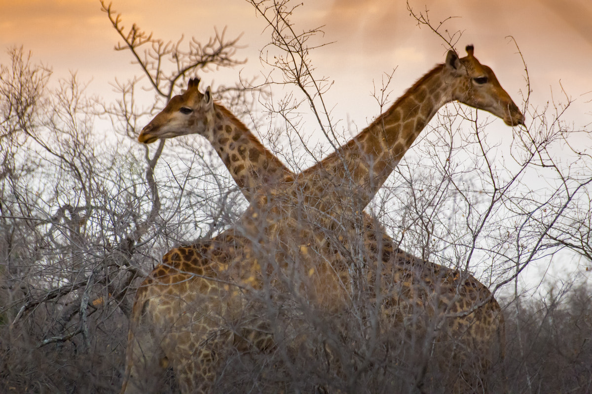 Canon EOS 6D sample photo. Giraffes photography
