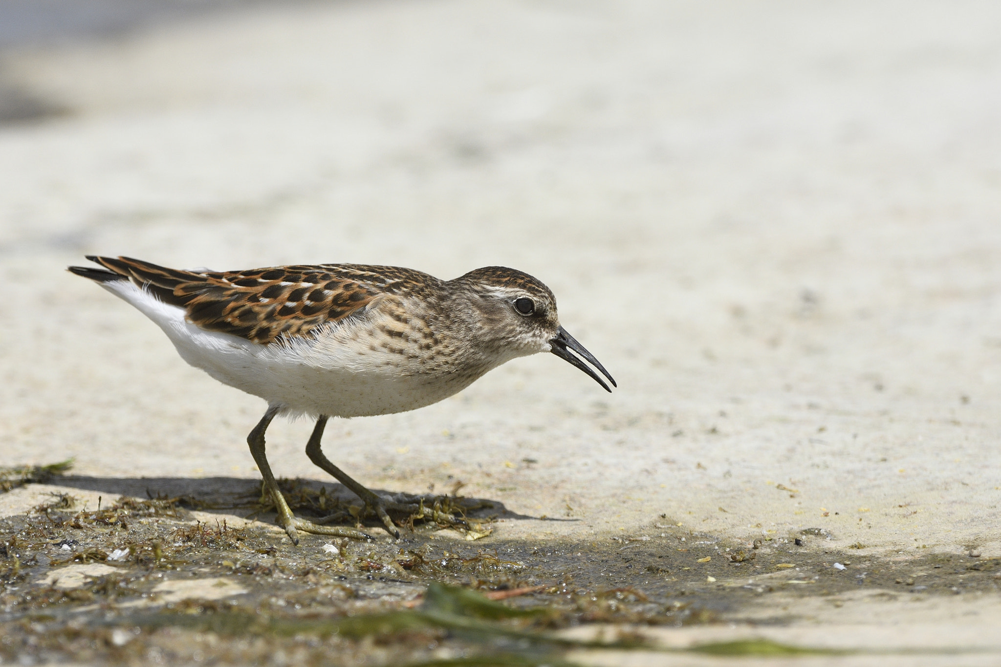 Nikon AF-S Nikkor 200-400mm F4G ED-IF VR sample photo. Sandpiper photography