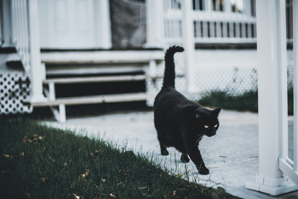 Black cats - Moon by Laureen Burton on 500px.com