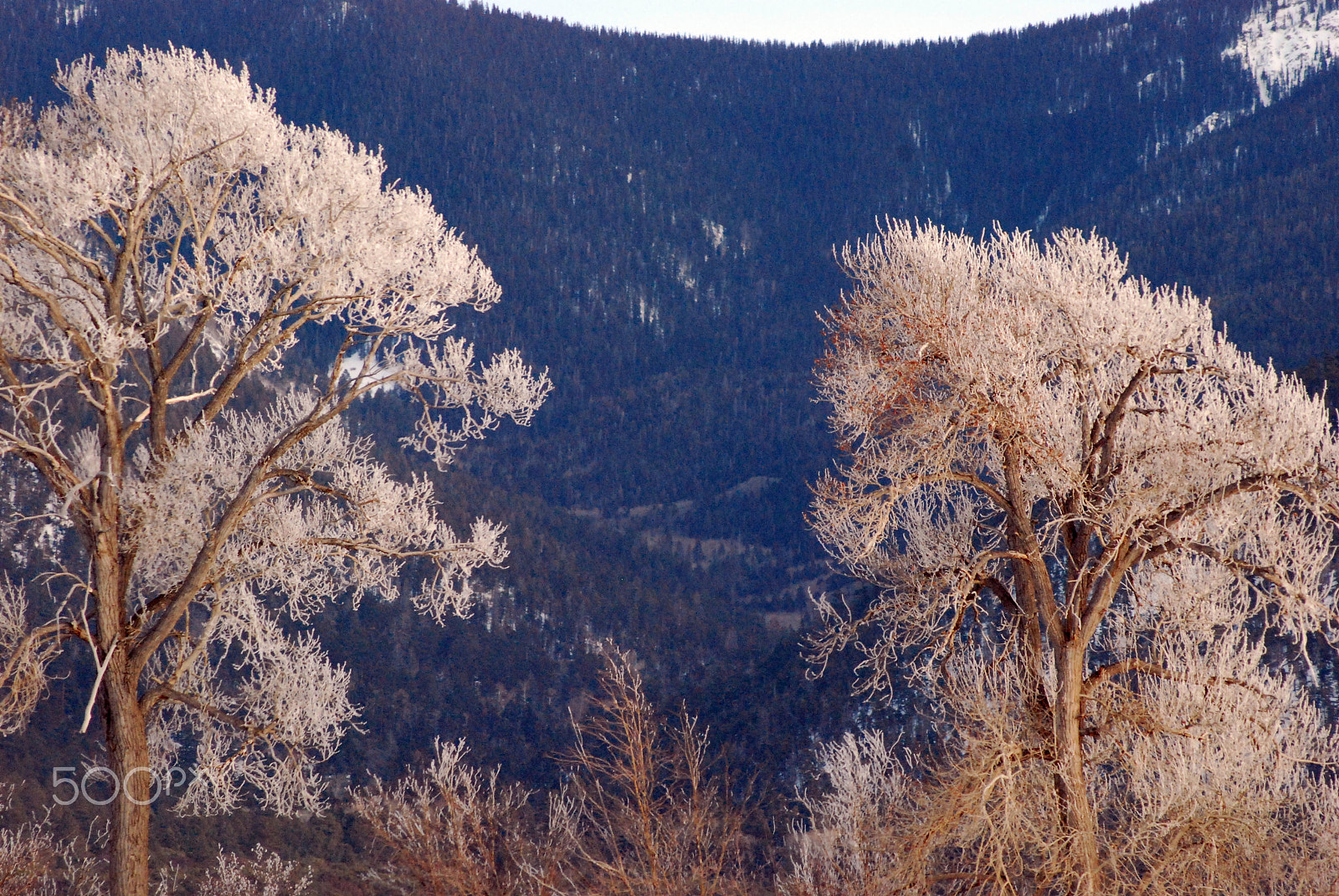 Nikon D80 sample photo. Frost photography