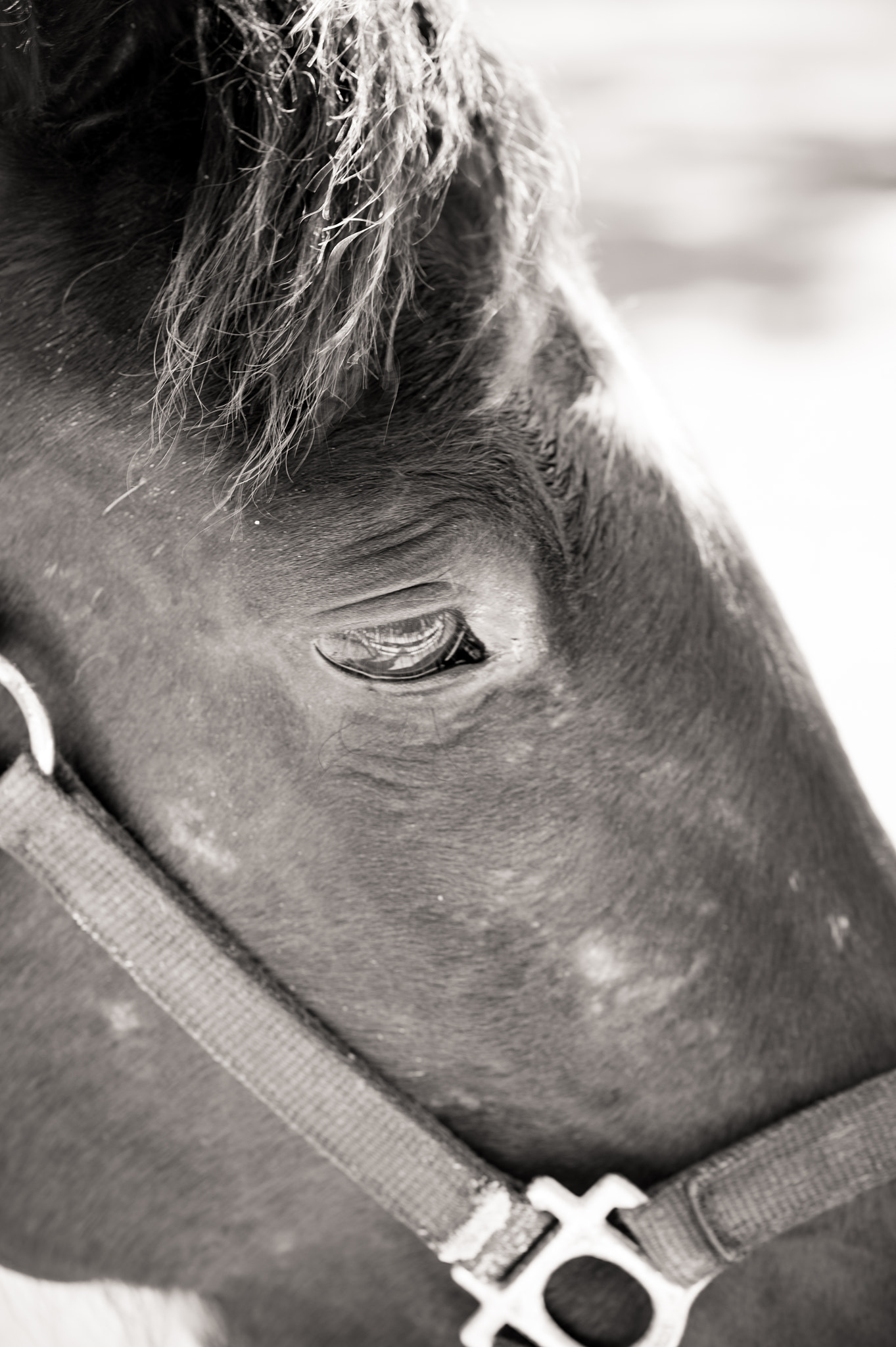 Nikon D4 sample photo. Dusty black and white photography