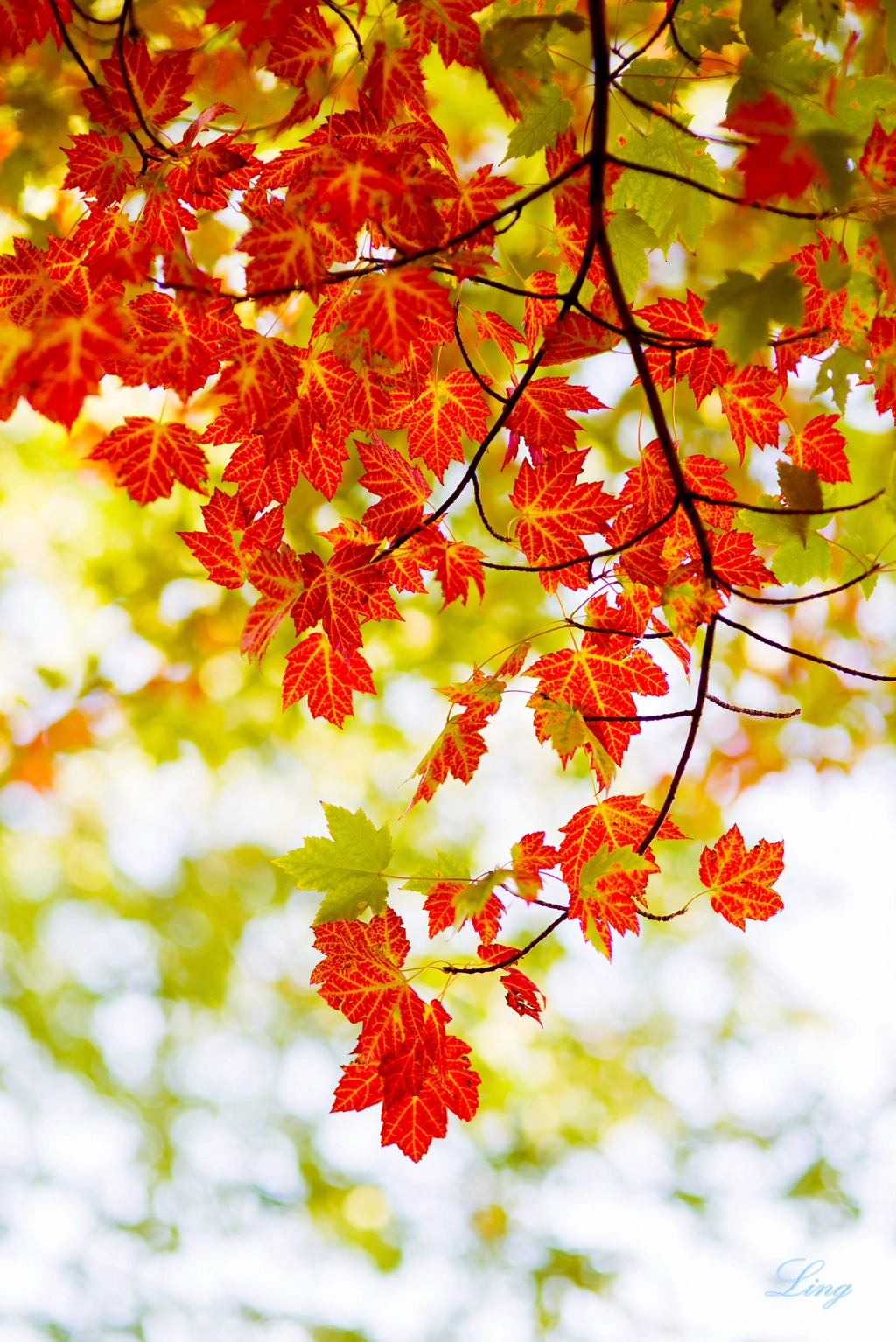 Nikon D810 + Sigma 85mm F1.4 EX DG HSM sample photo. Feuilles colorées photography