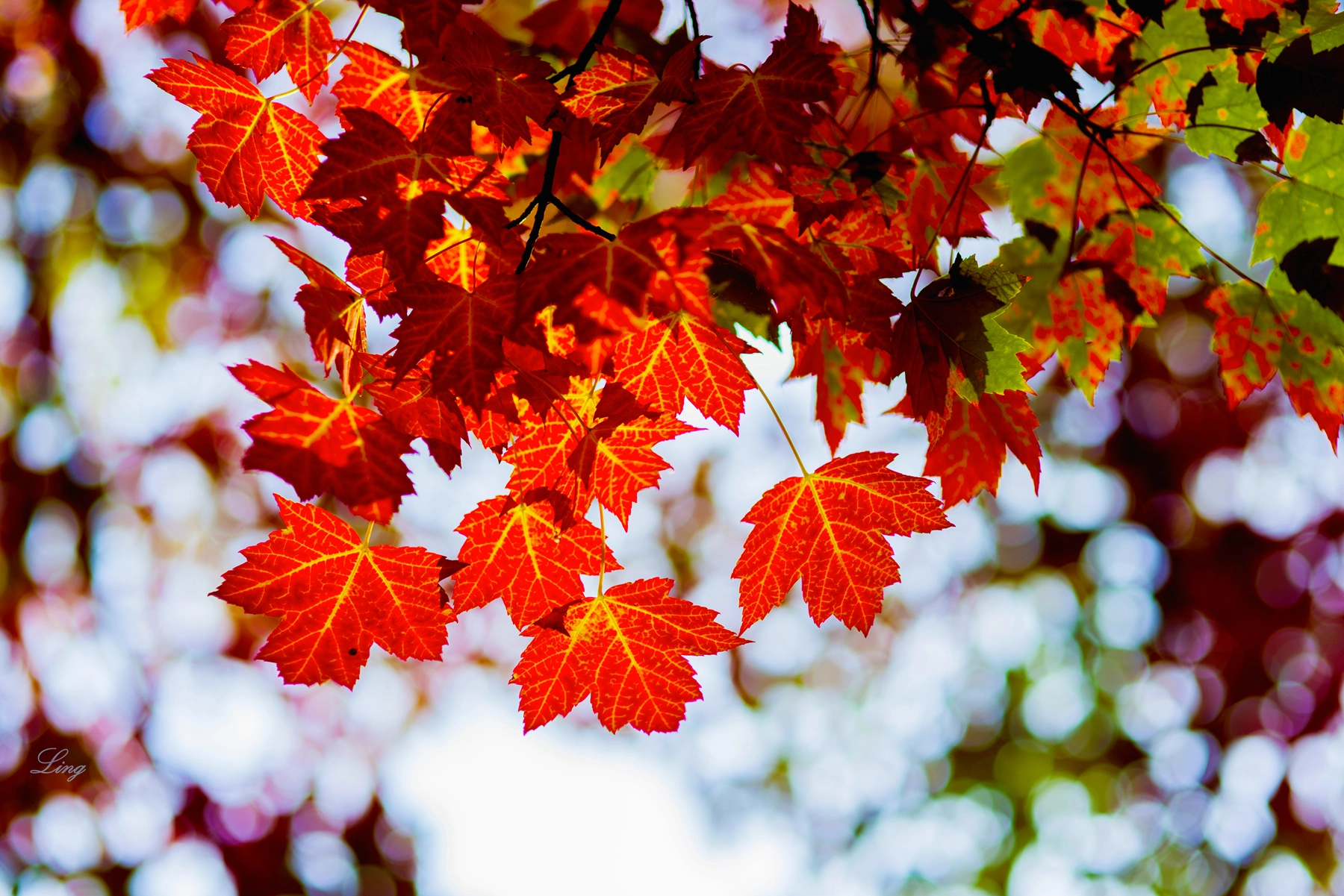 Nikon D810 + Sigma 85mm F1.4 EX DG HSM sample photo. Feuilles colorées photography